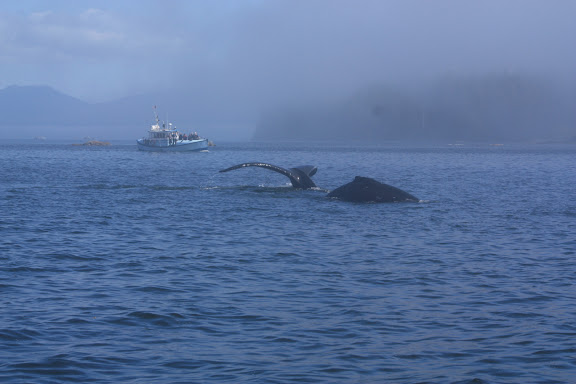 Deer Group Islands, 4 Day Kayaking & Camping