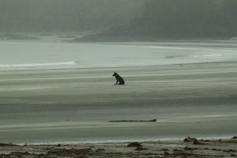 Clayoquot Sound, 4 Day Kayaking & Camping