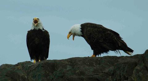 Clayoquot Sound, 6 Day Kayaking & Camping