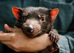 3 Day Tasmanian Highlights Bundle 2 – Hobart, Wineglass Bay and Bruny Island