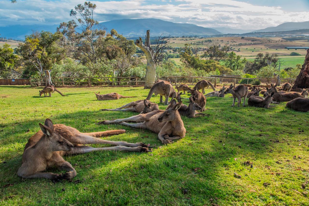 Private Tour Package 2 - Hobart, Bruny Island, Mt Field with Bonorong Wildlife Sanctuary 