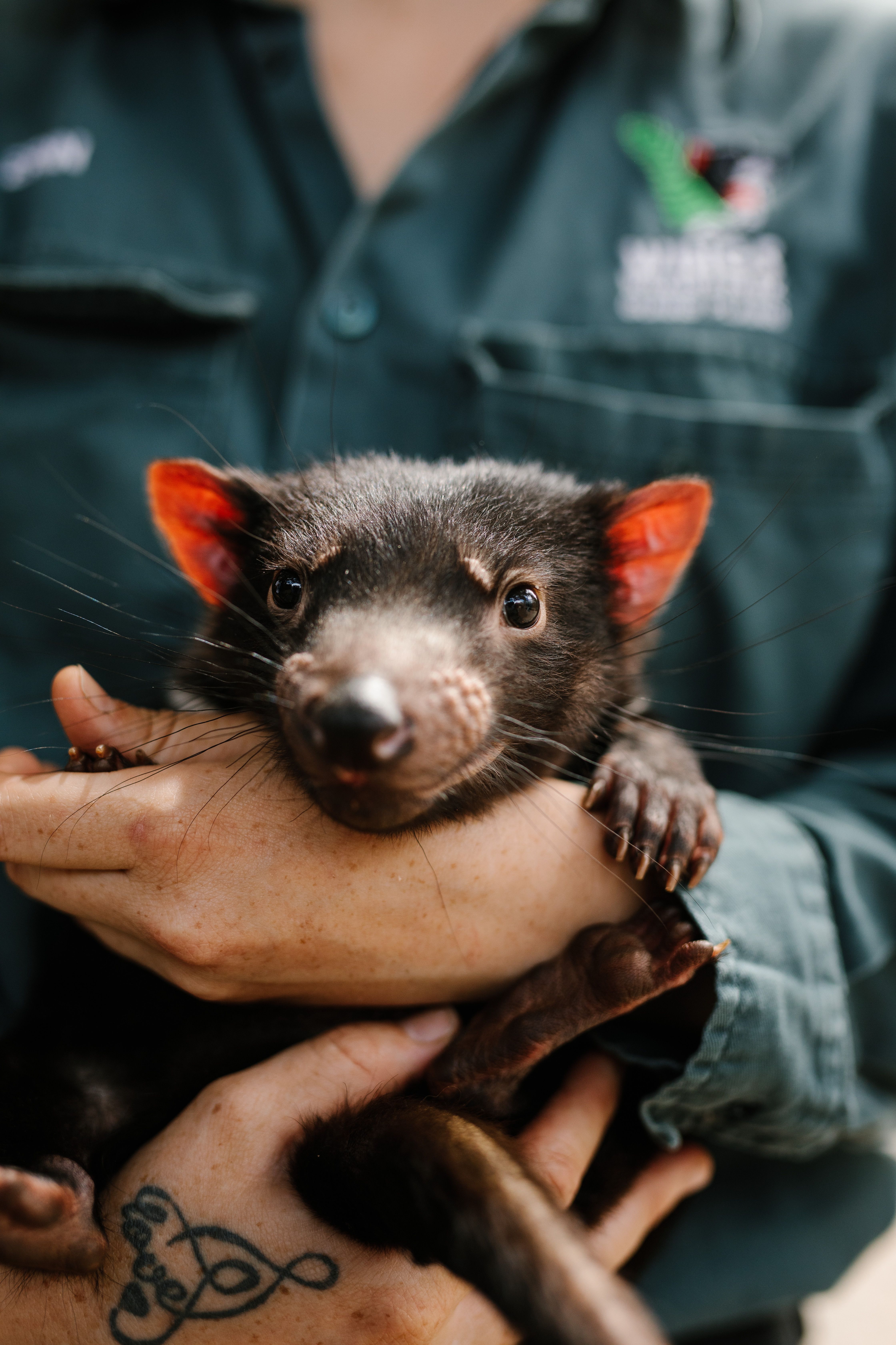 4 Day Tasmanian Highlights Bundle - Hobart, Port Arthur, Bruny Island, Hastings and Tahune