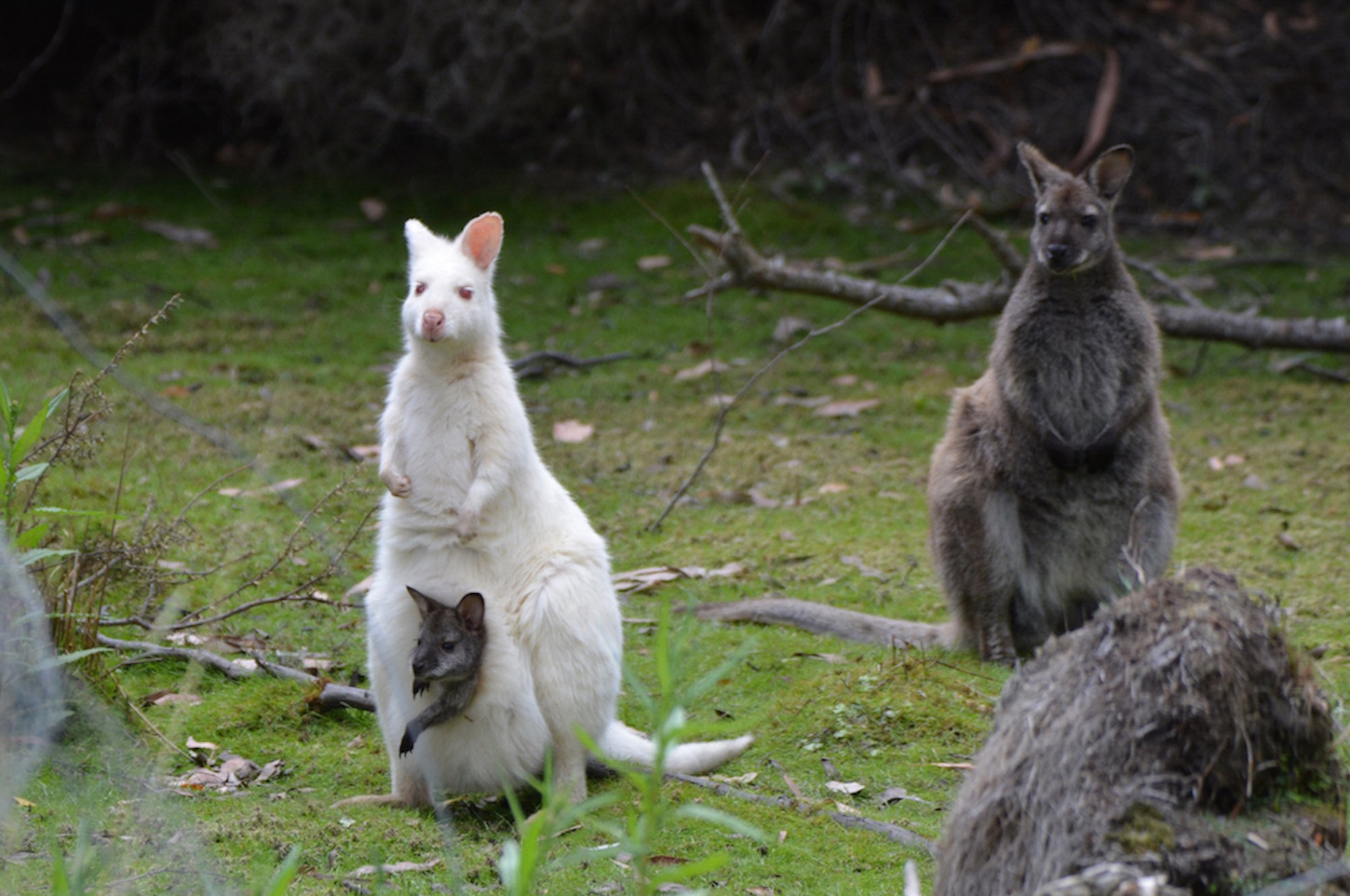 2 Day Tasmanian Highlights Tour - Bruny Island & Mt Field to MONA 