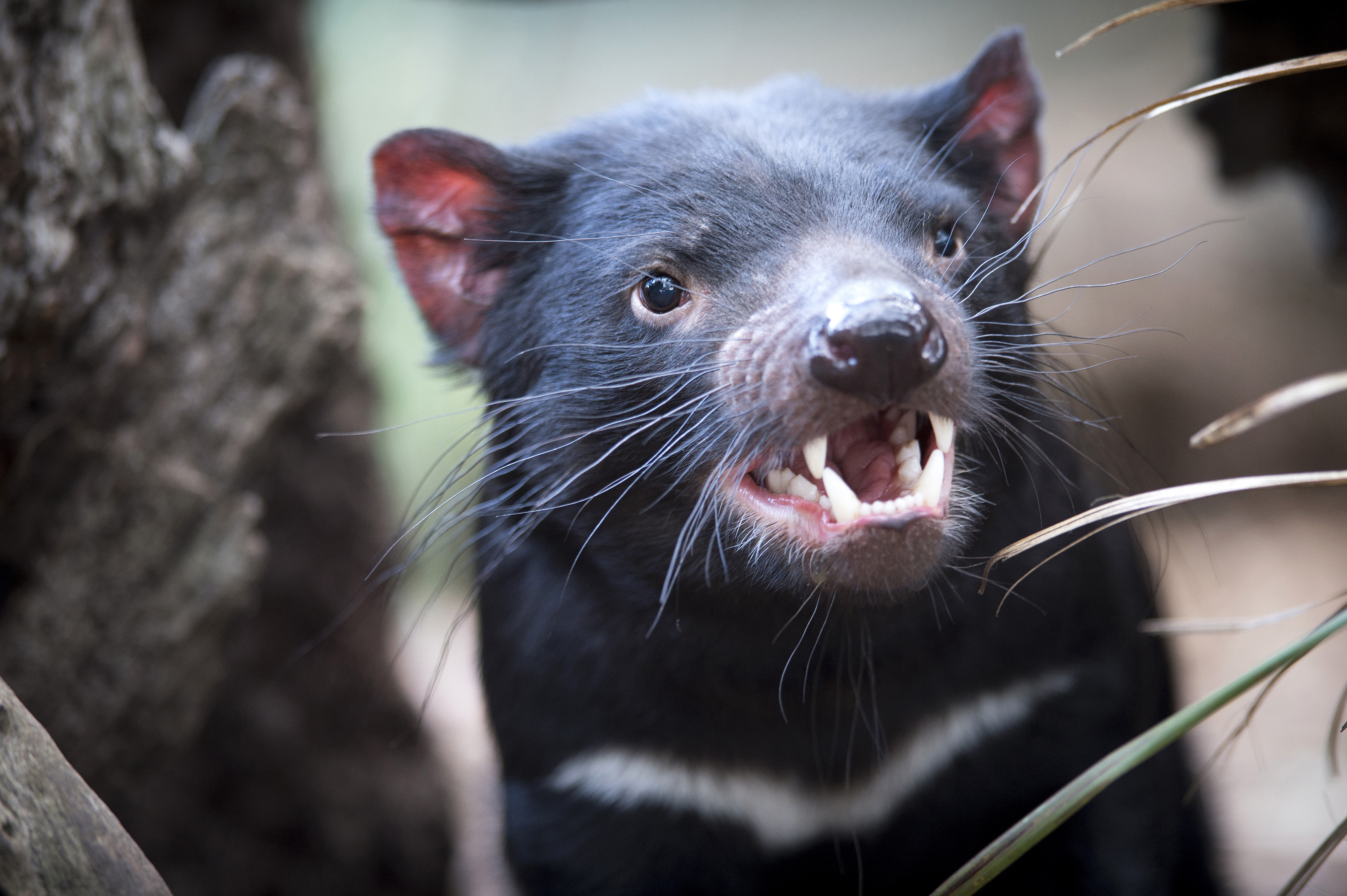 7 Day Tasmania Signature Experience