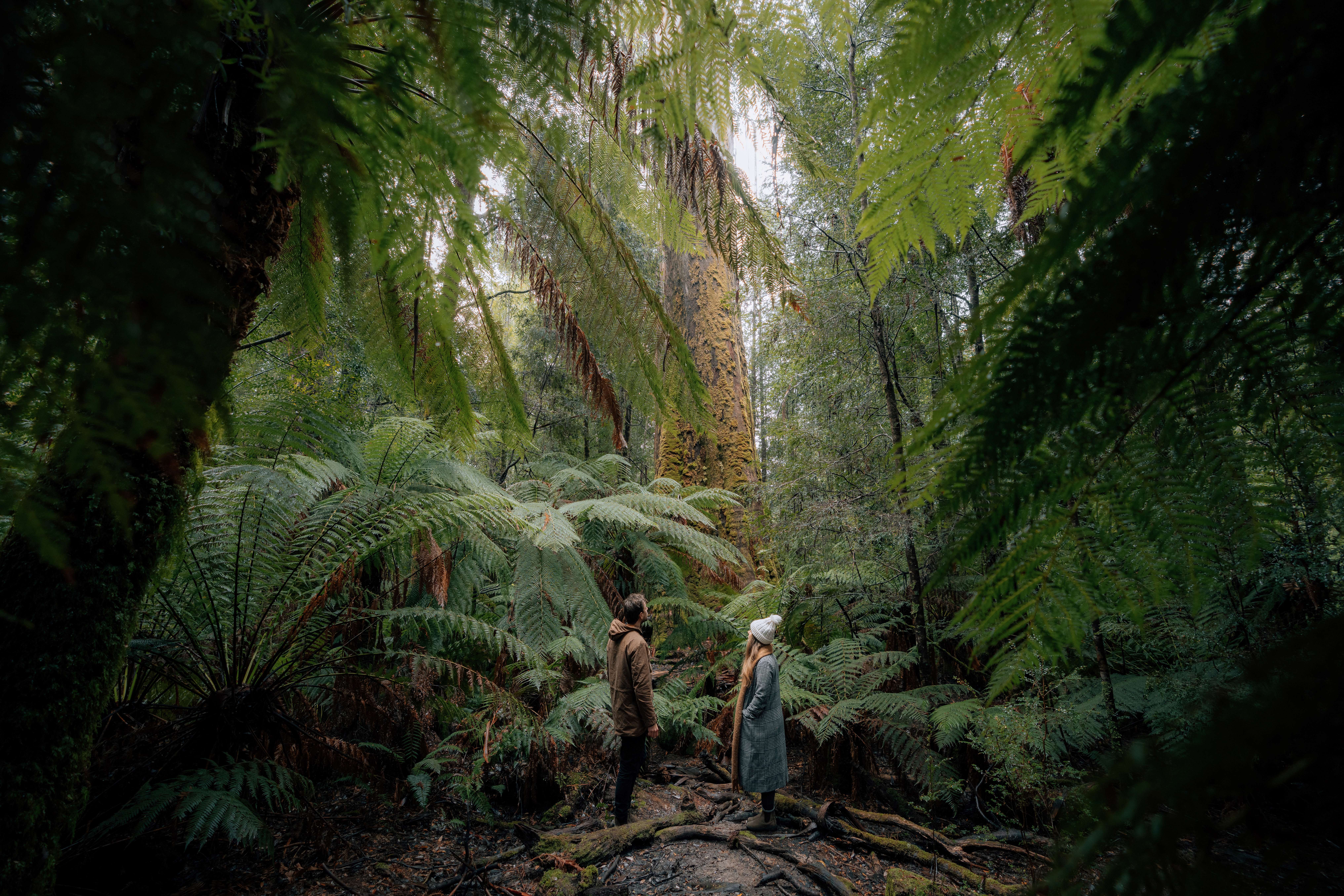 Mount Field waterfalls and Tasting Trail
