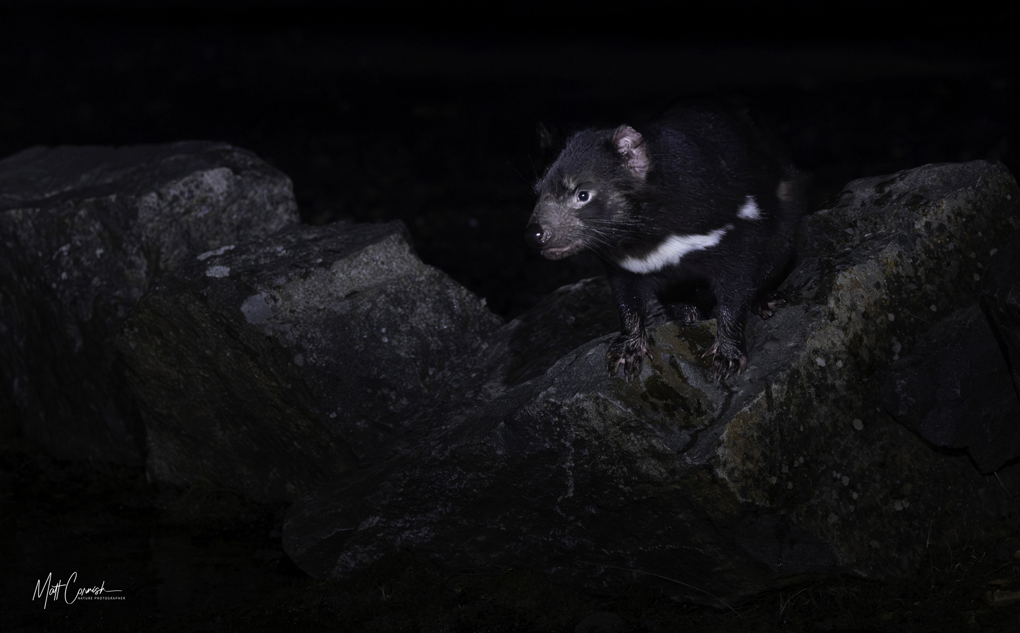 Focus on the Wild: 10-Day Tasmania Photography Tour