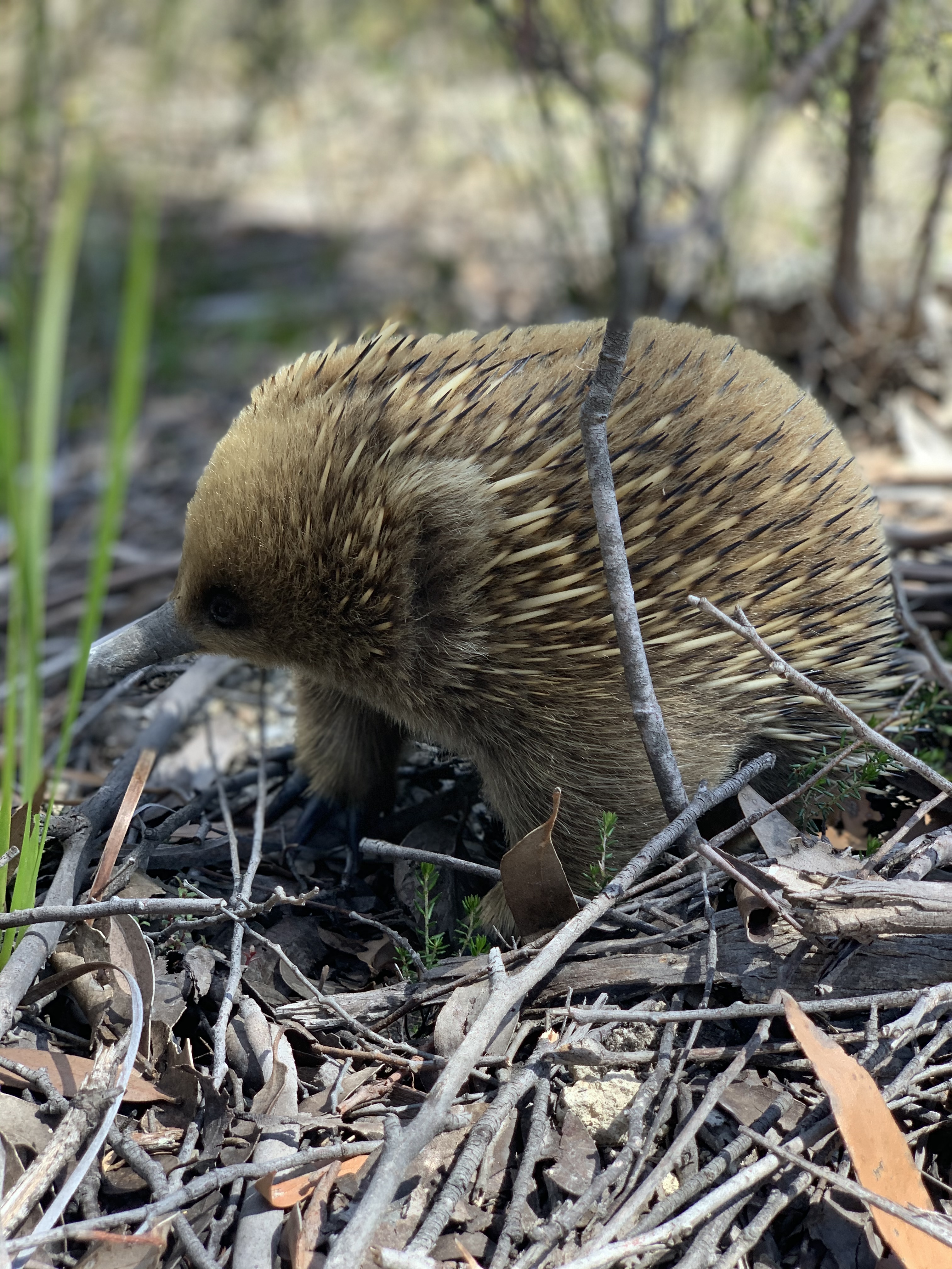 7 Day Tasmania Signature Experience