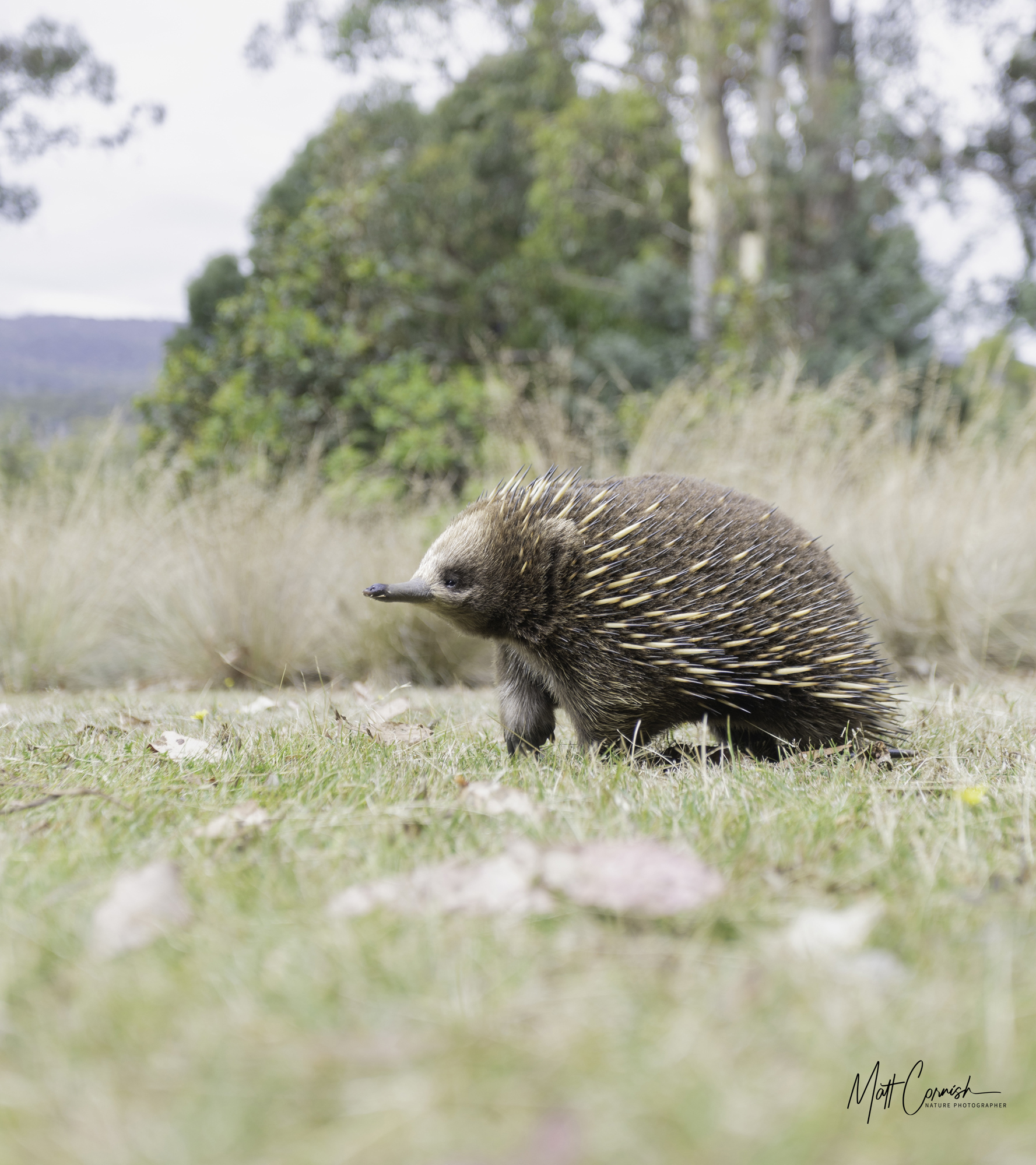 Focus on the Wild: 10-Day Tasmania Photography Tour