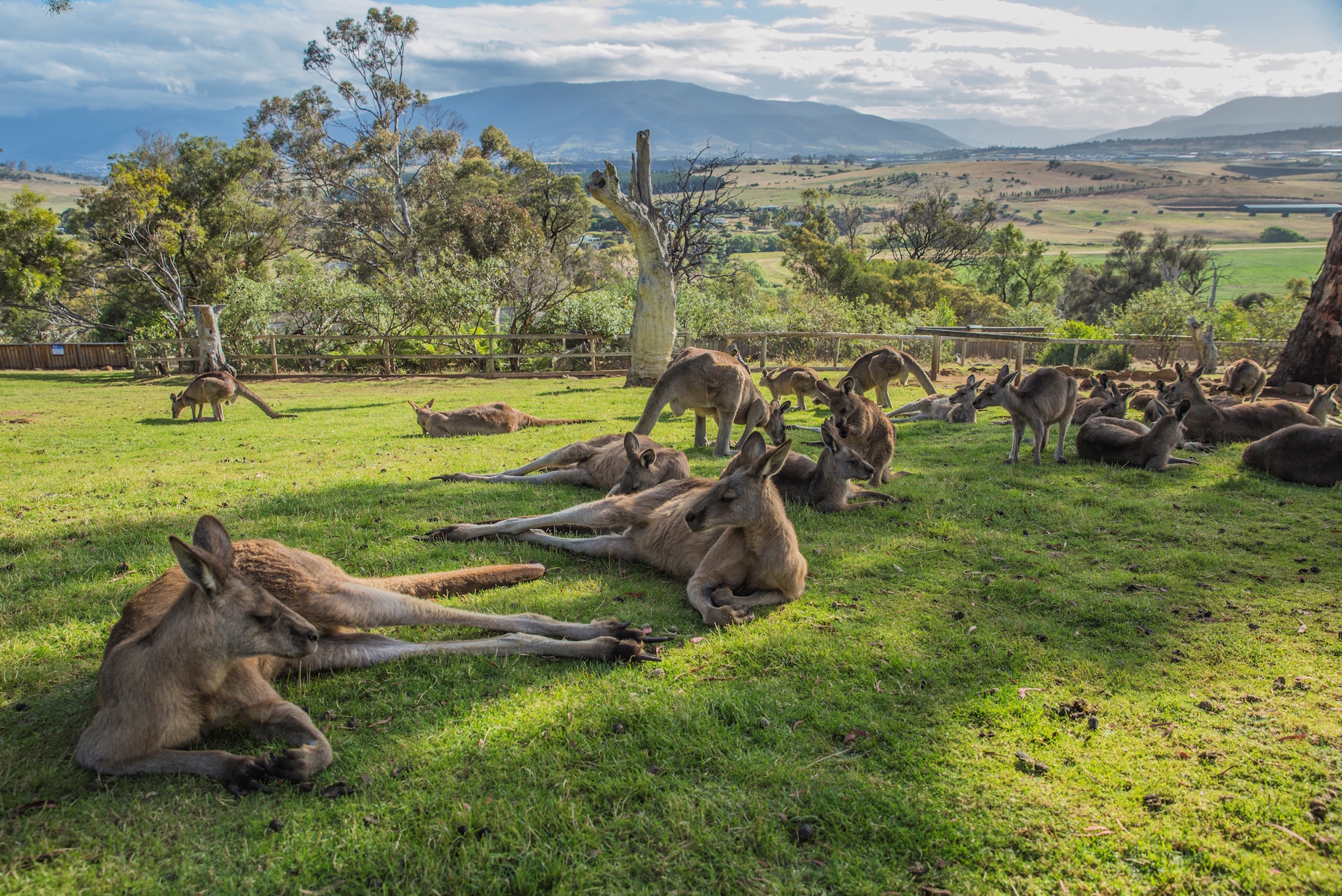 Private Tour of Hobart and Surrounds   