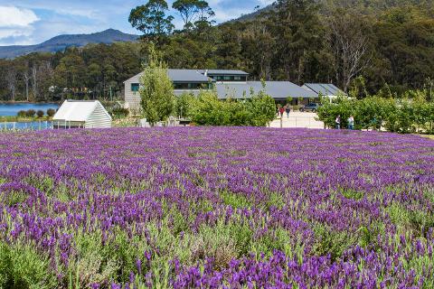 Port Arthur Shuttle and Tasman Sights Tasmania Australia