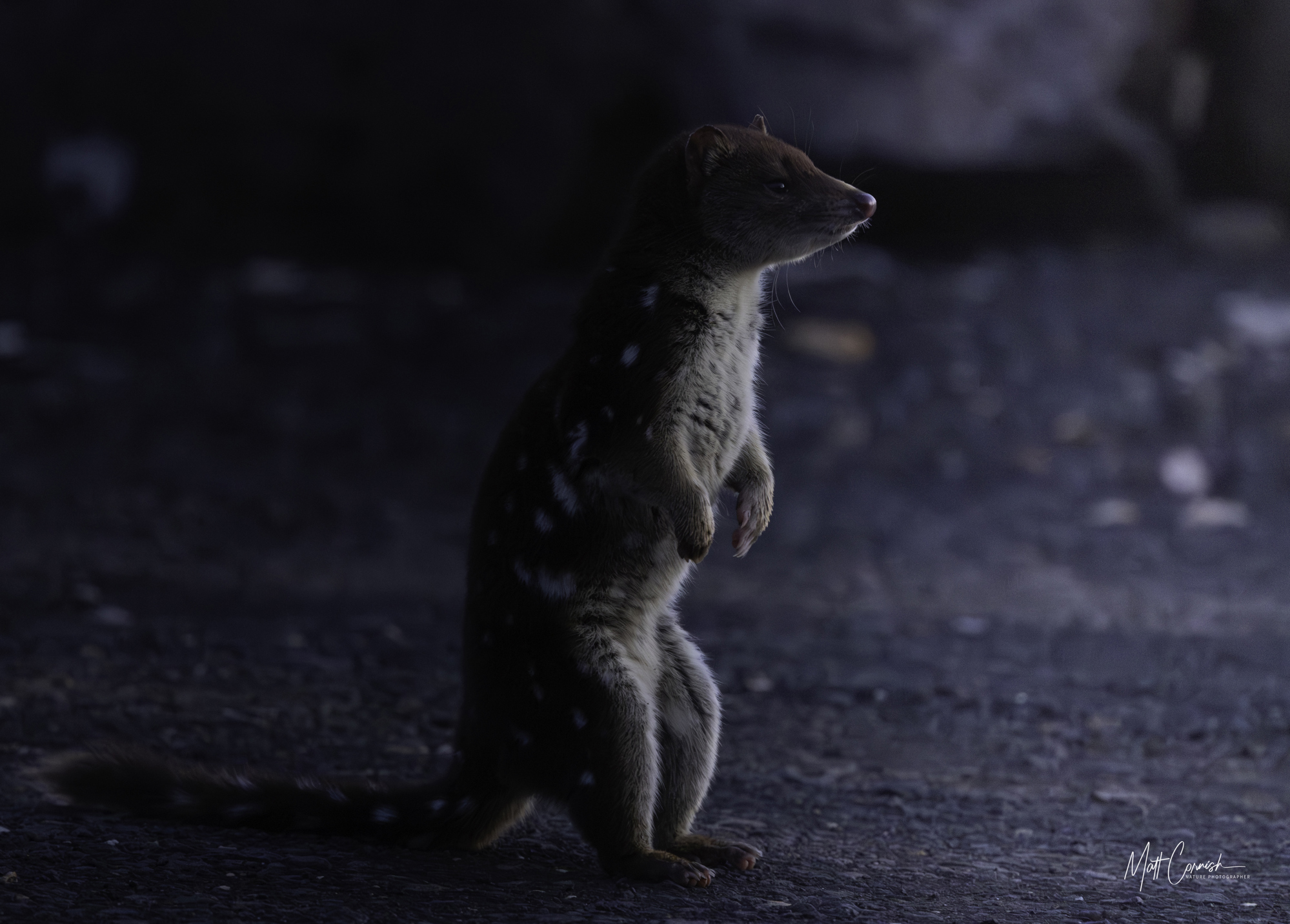 Focus on the Wild: 10-Day Tasmania Photography Tour