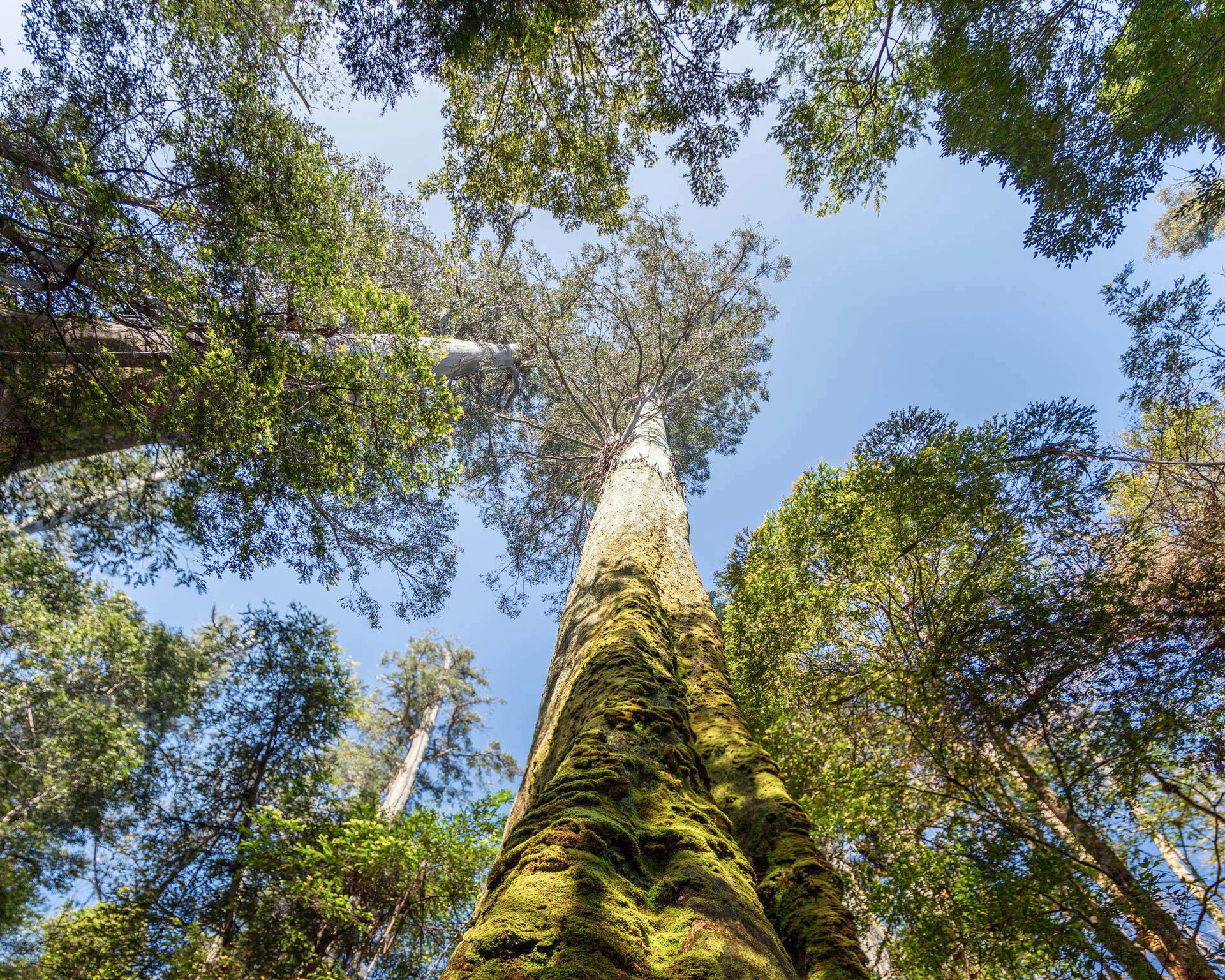 Focus on the Wild: 10-Day Tasmania Photography Tour
