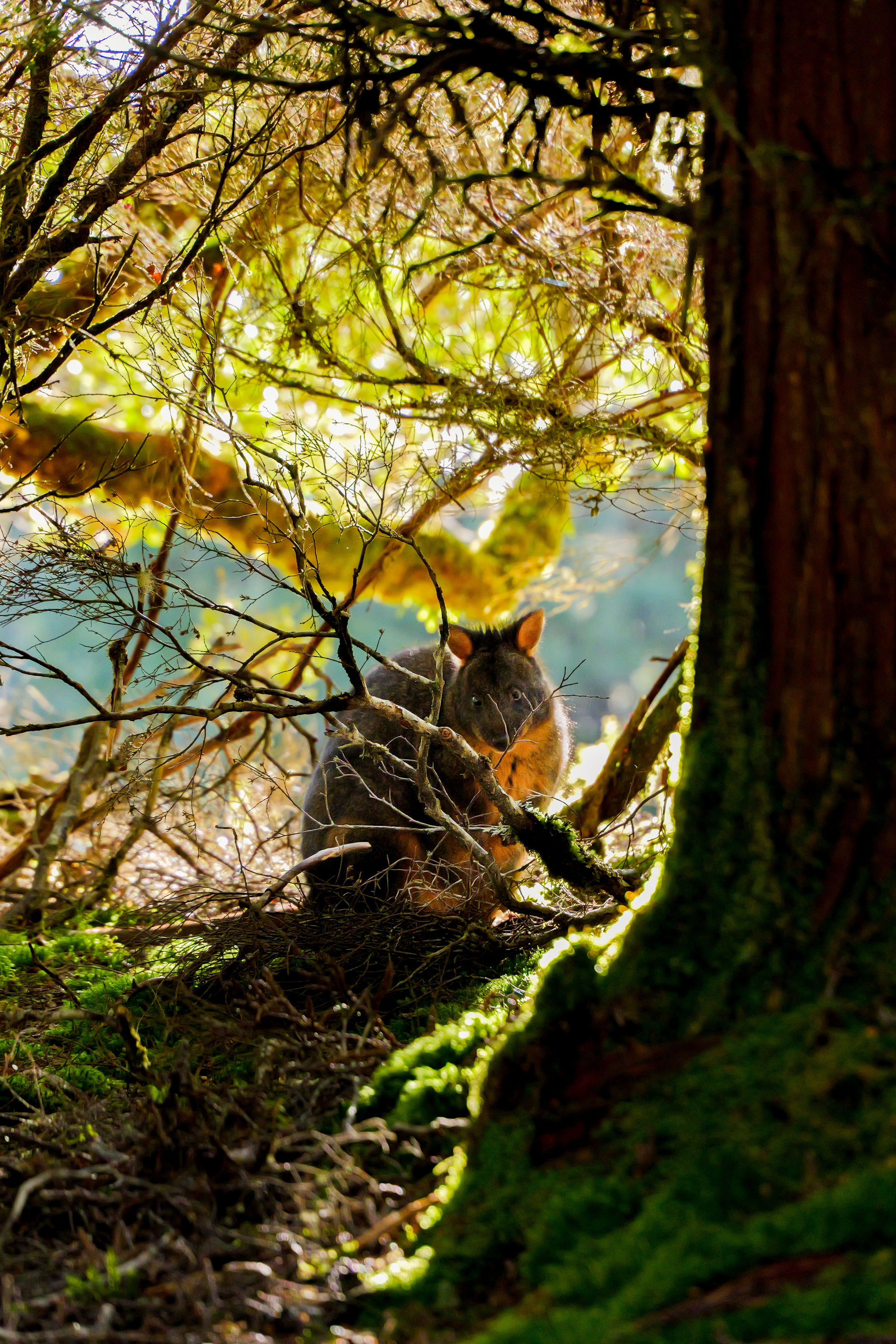 Cradle Mountain Explorer: Hobart to Launceston