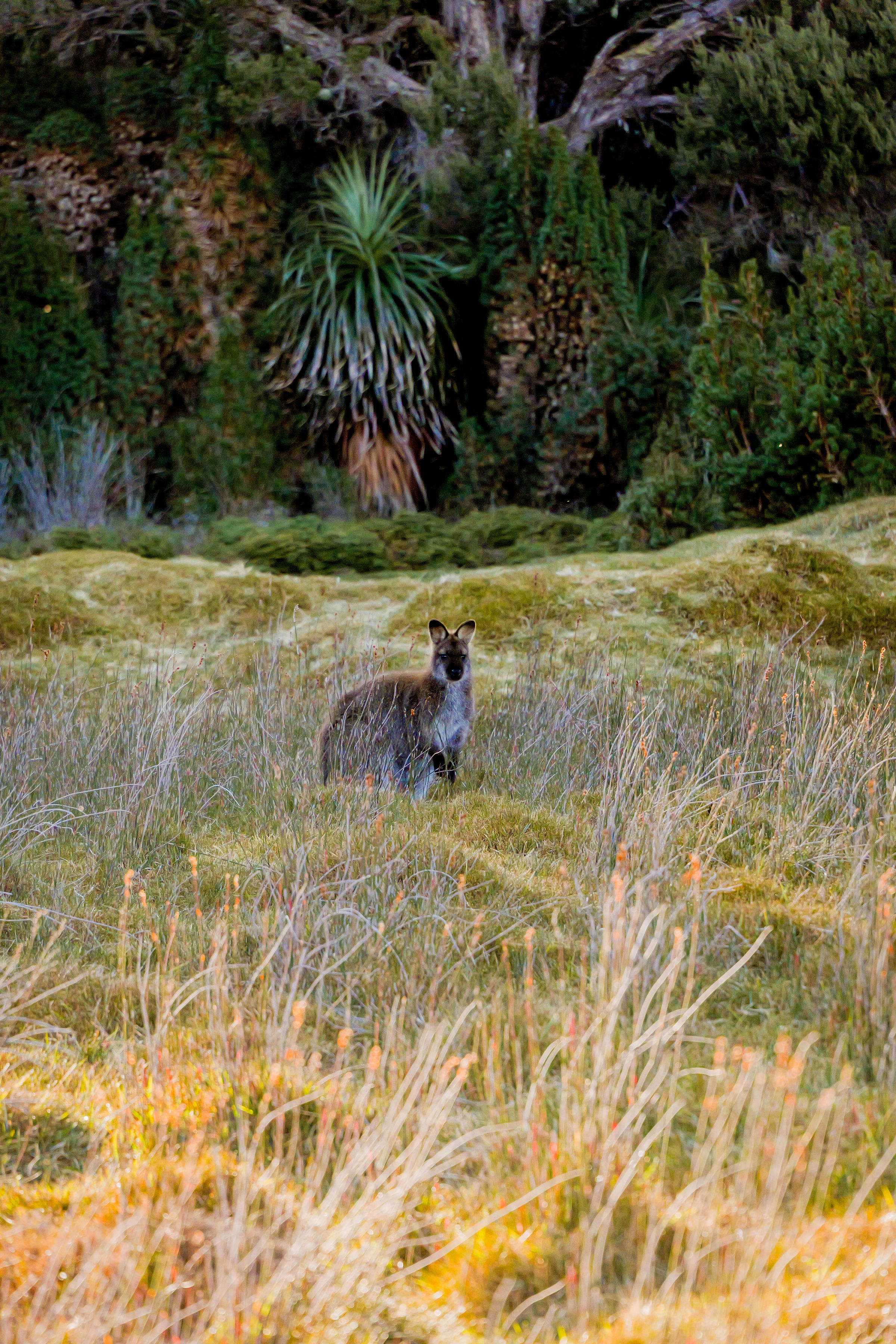 Cradle Mountain Explorer: Hobart to Launceston