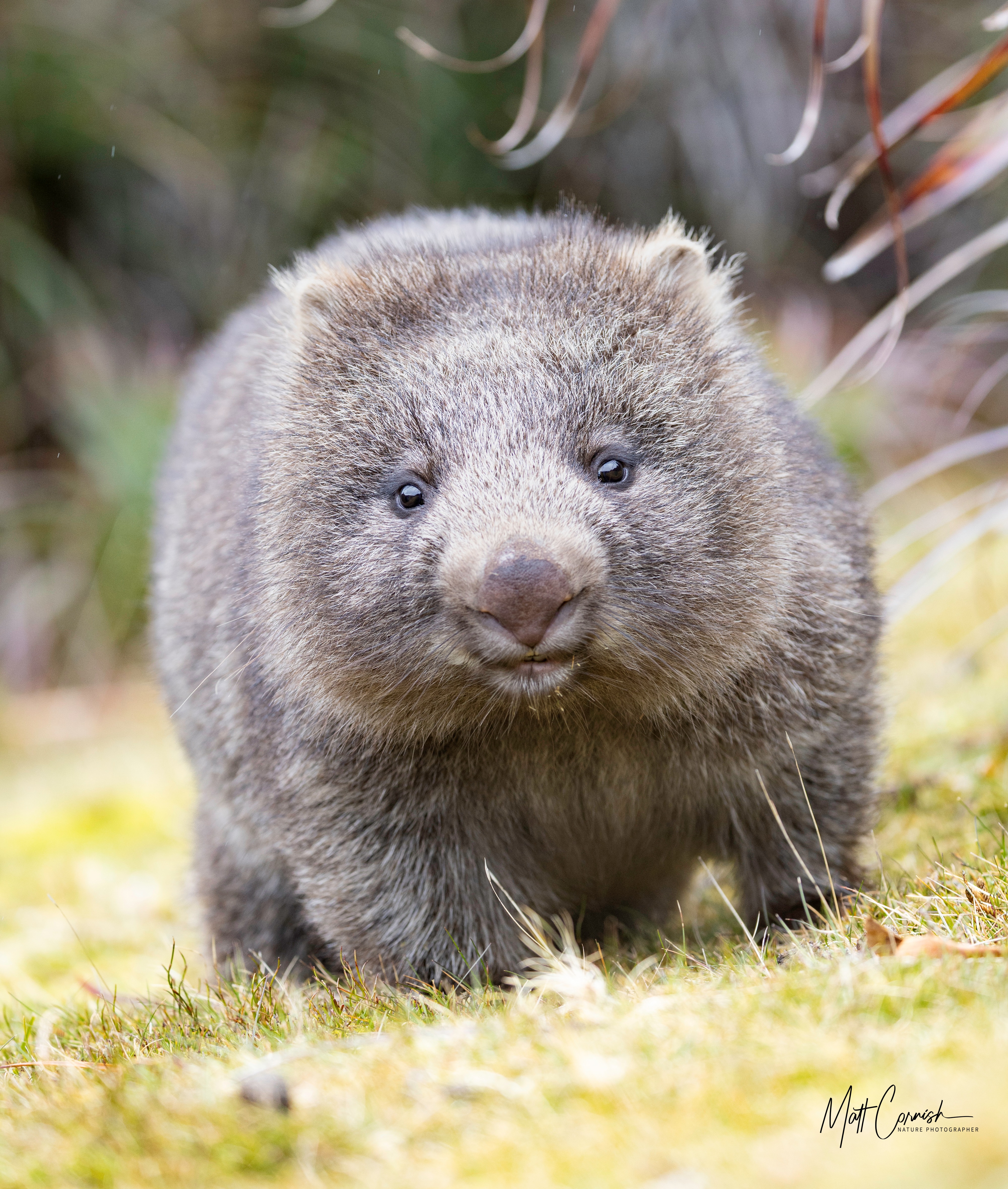 Hobart Highlights Day Tour