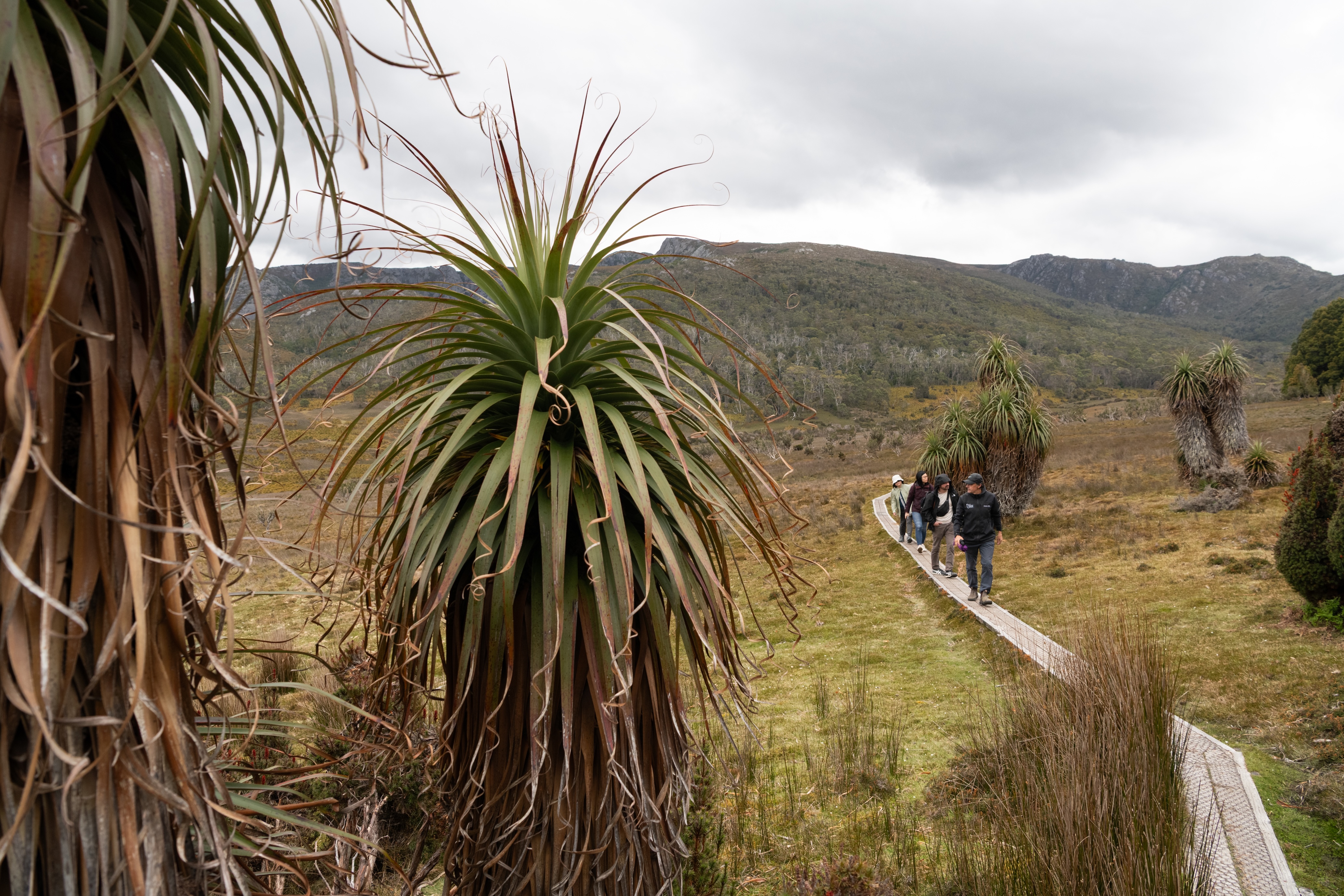 Cradle Mountain Explorer: Hobart to Launceston