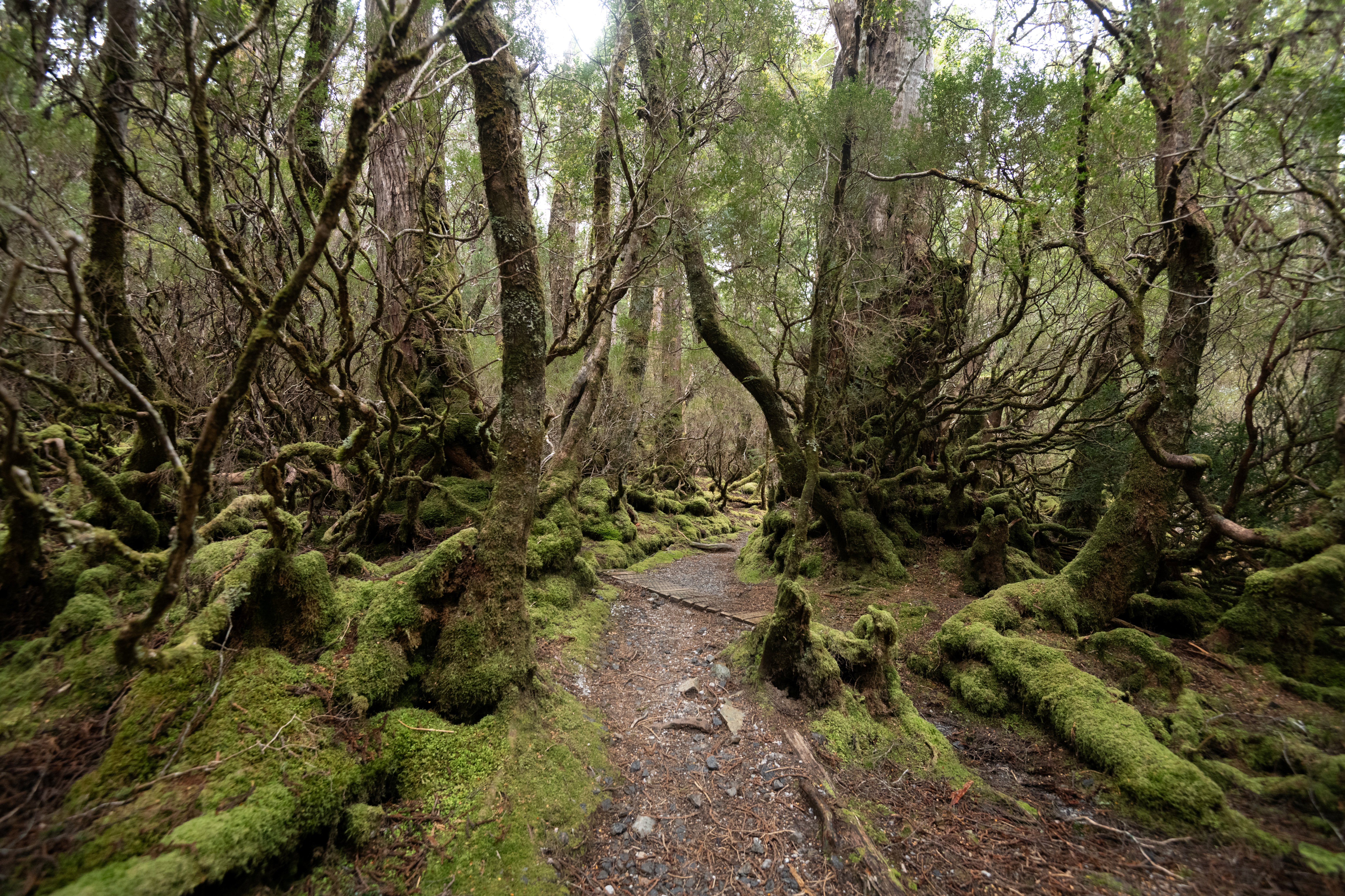 Cradle Mountain Explorer: Hobart to Launceston