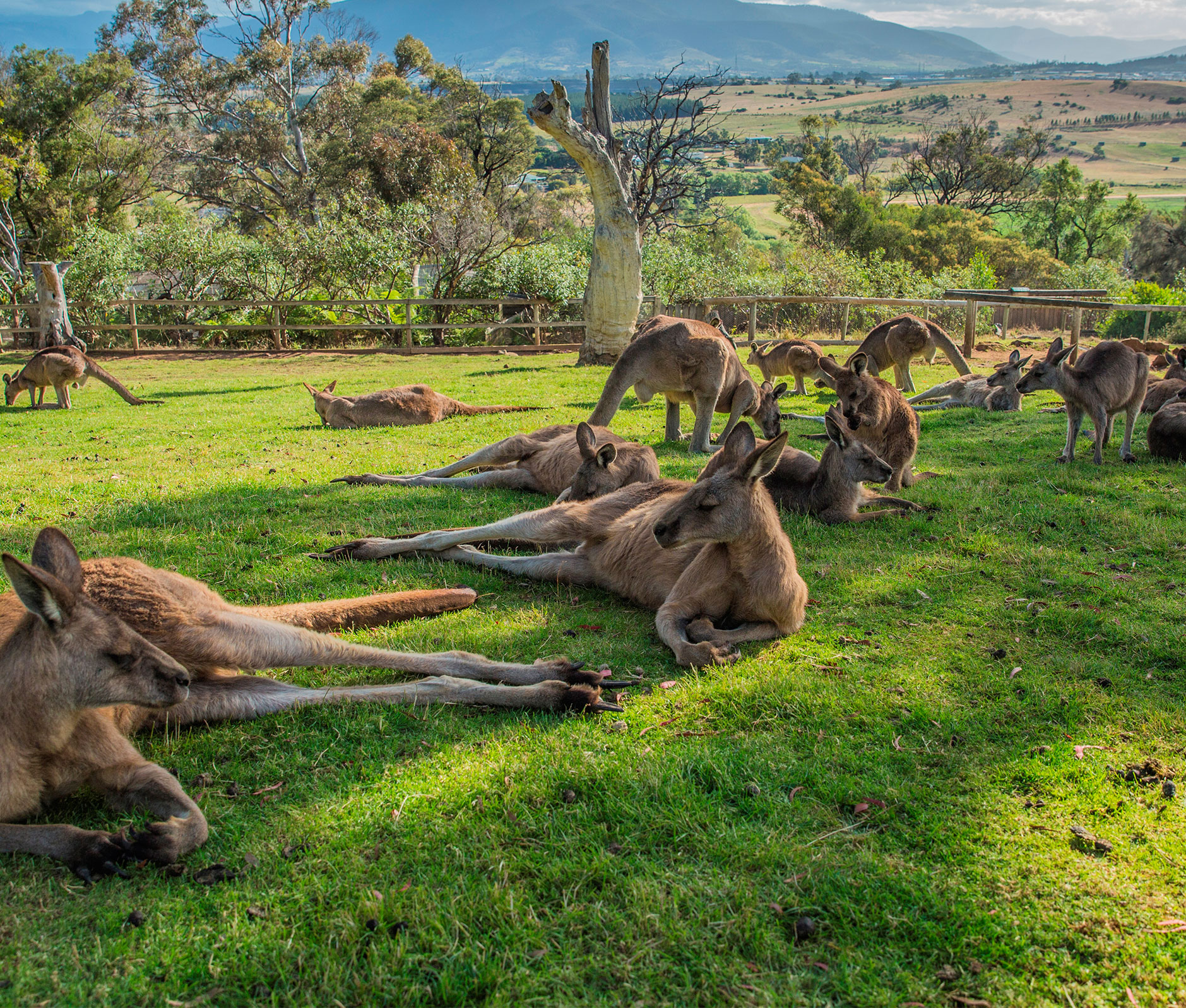 Bonorong Wildlife Sanctuary