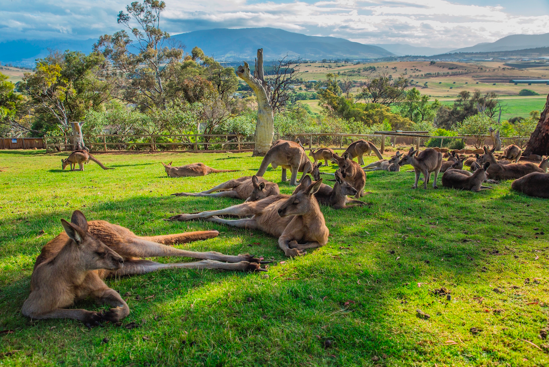 Shore Excursion - Hobart Highlights Day Tour