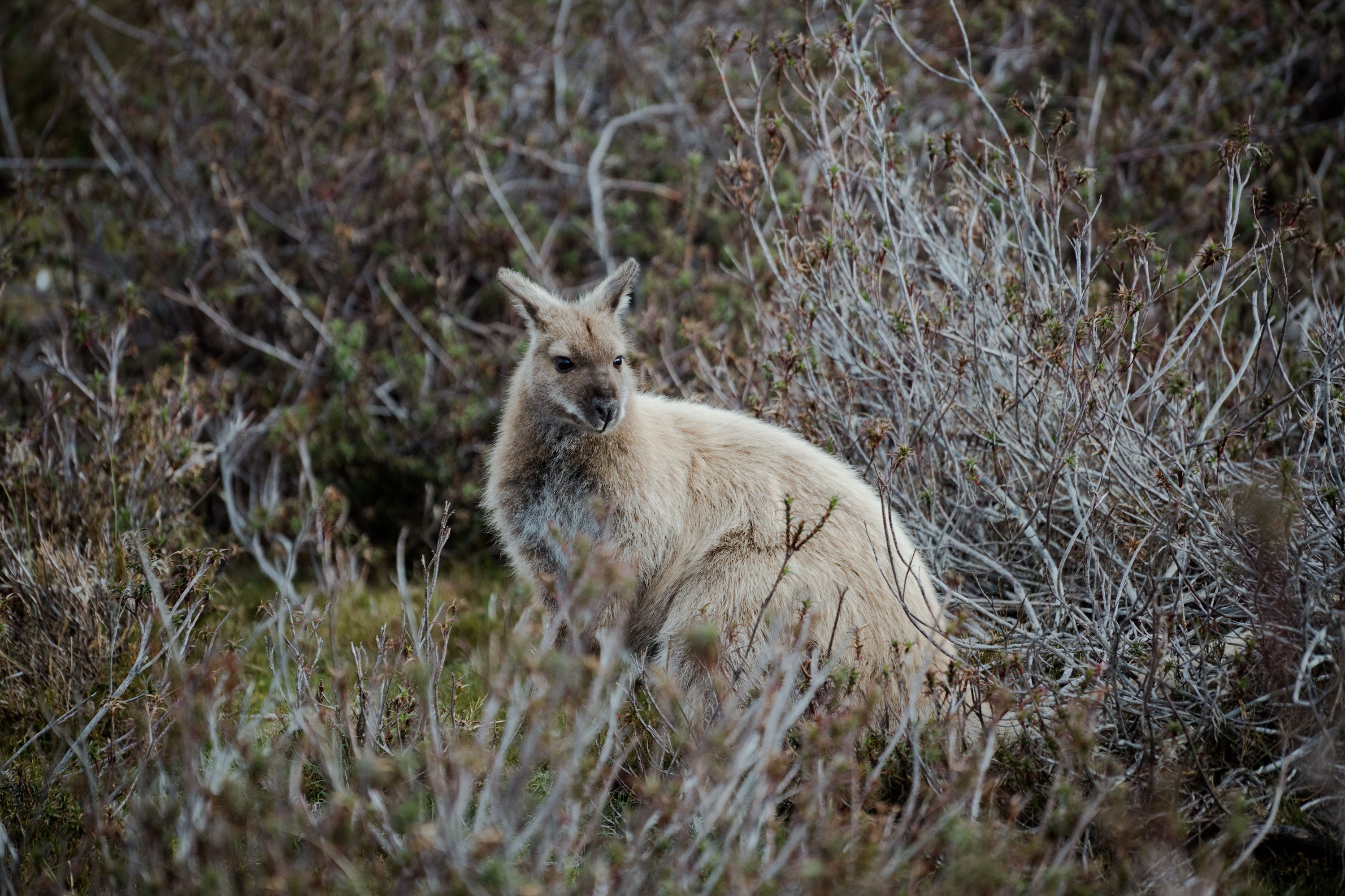6 Day Island Icons Day Tour Bundle - Cradle Mountain, Wineglass Bay, Hobart Highlights, Port Arthur, Bruny Island, Hastings and Tahune