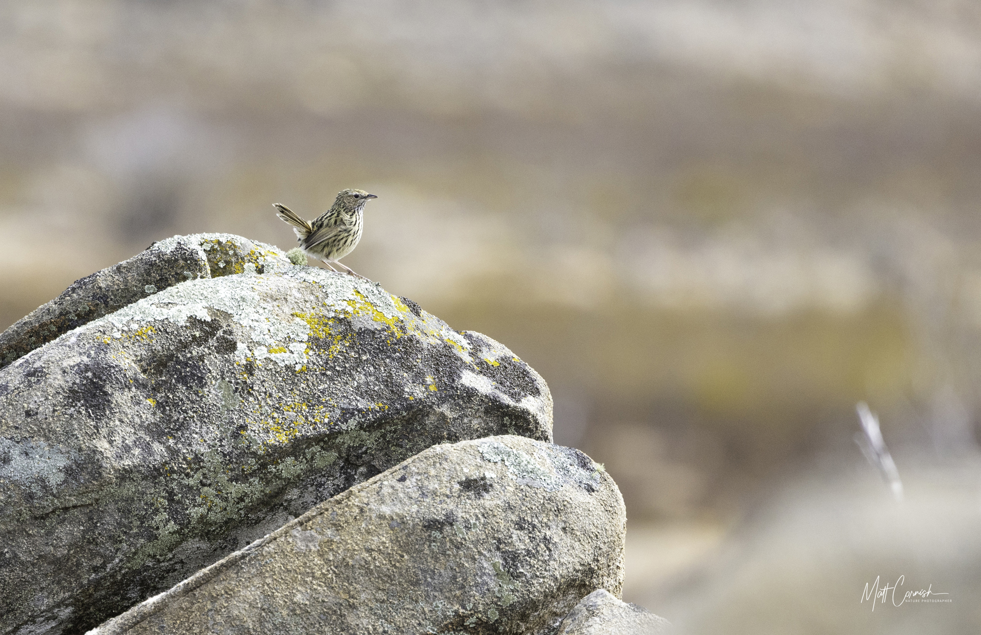 Focus on the Wild: 10-Day Tasmania Photography Tour