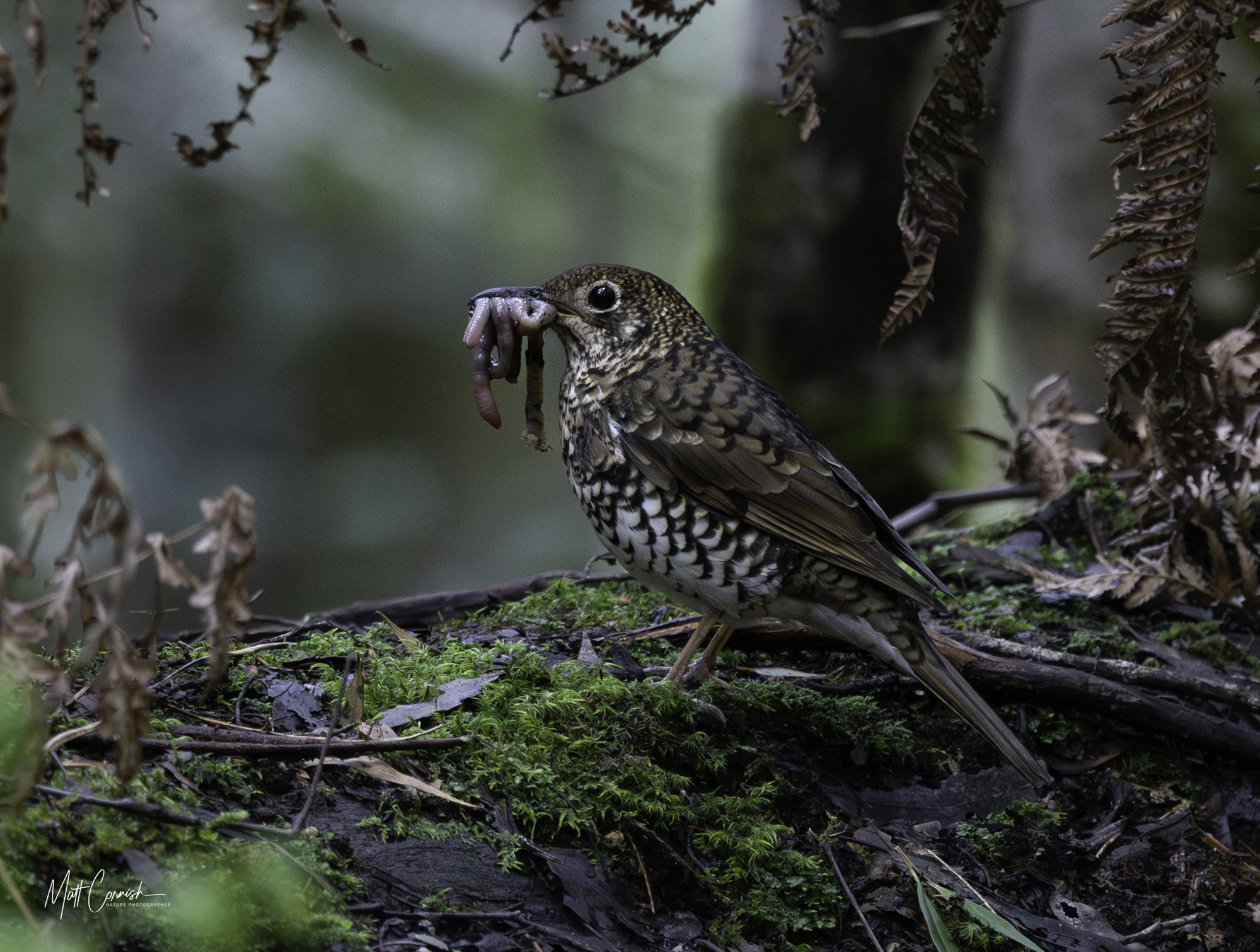 Focus on the Wild: 10-Day Tasmania Photography Tour