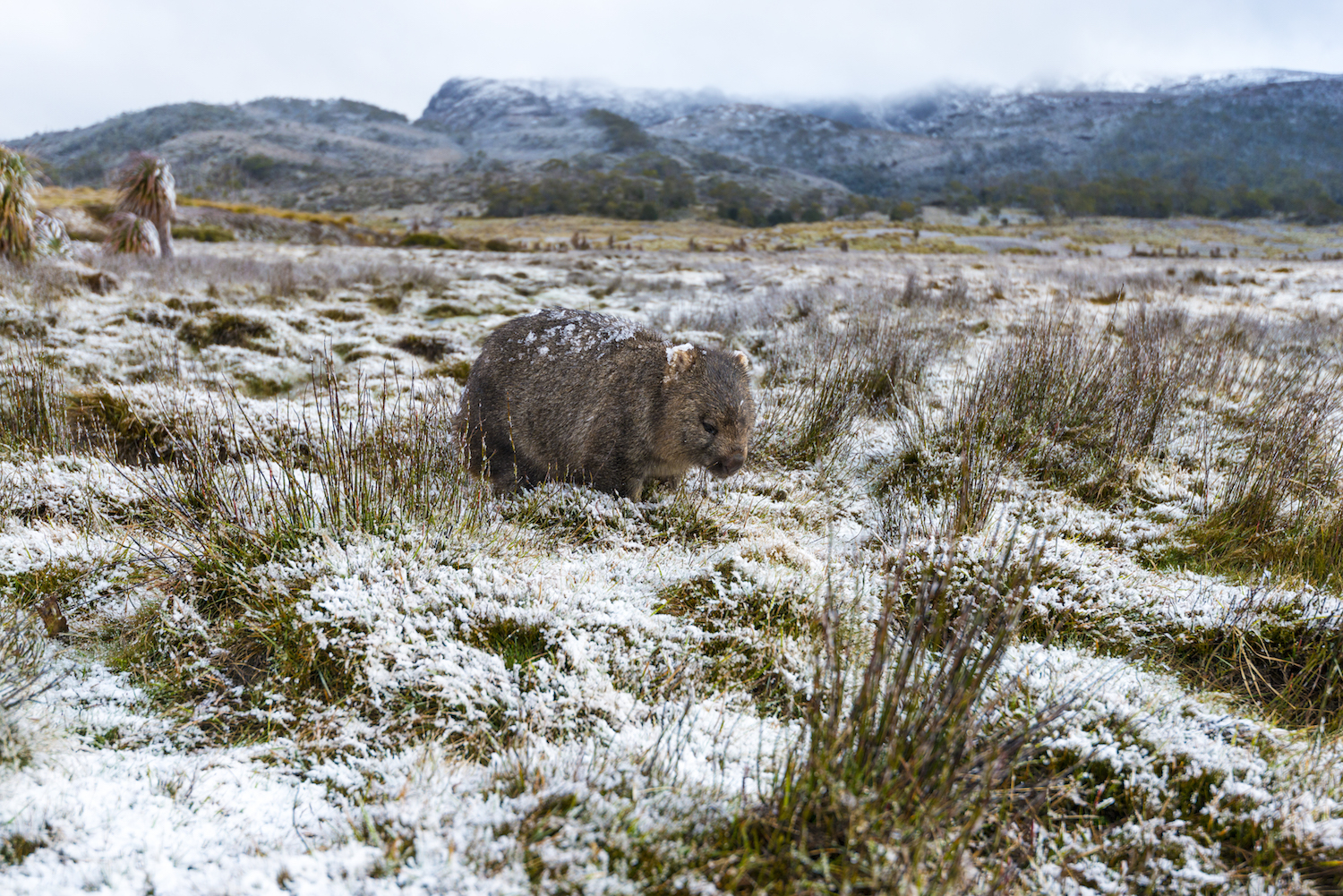 Cradle Mountain Overnighter ( Depart Launceston)