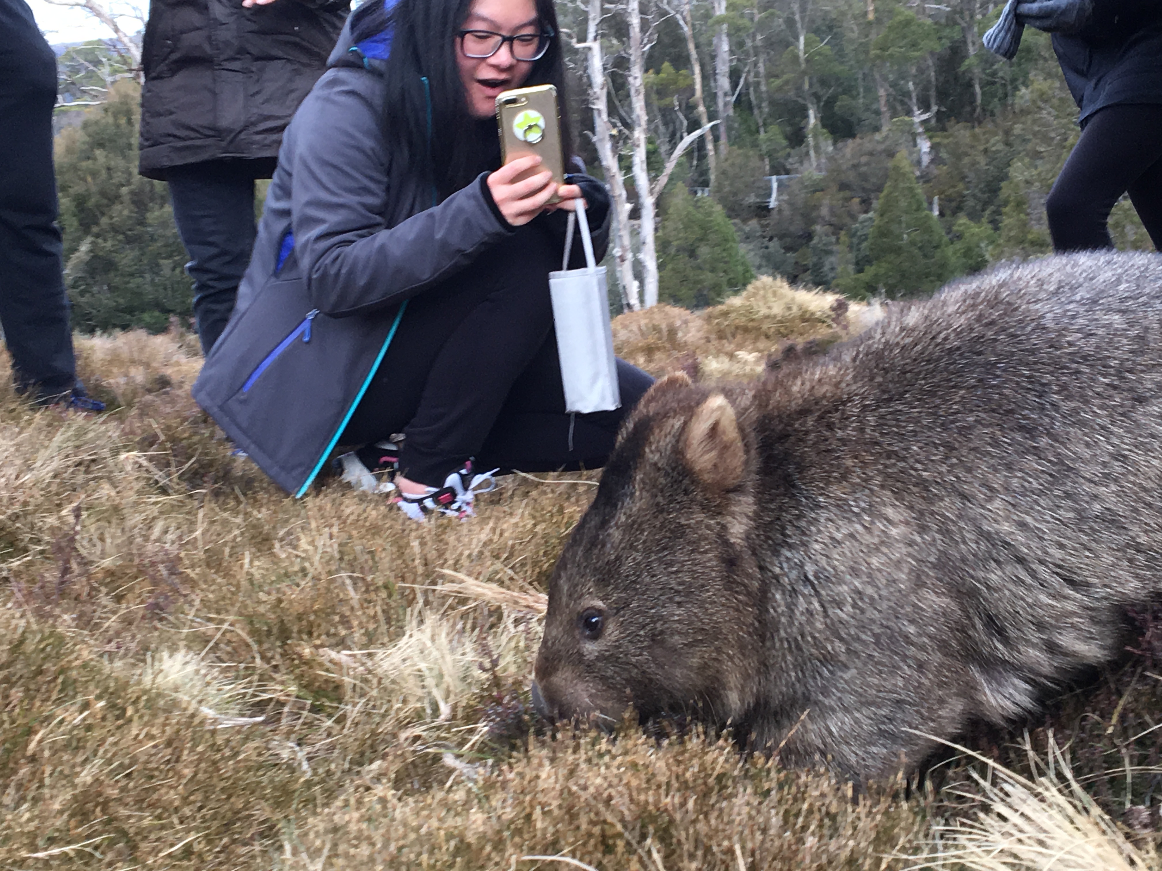 Cradle Mountain in a day from Hobart