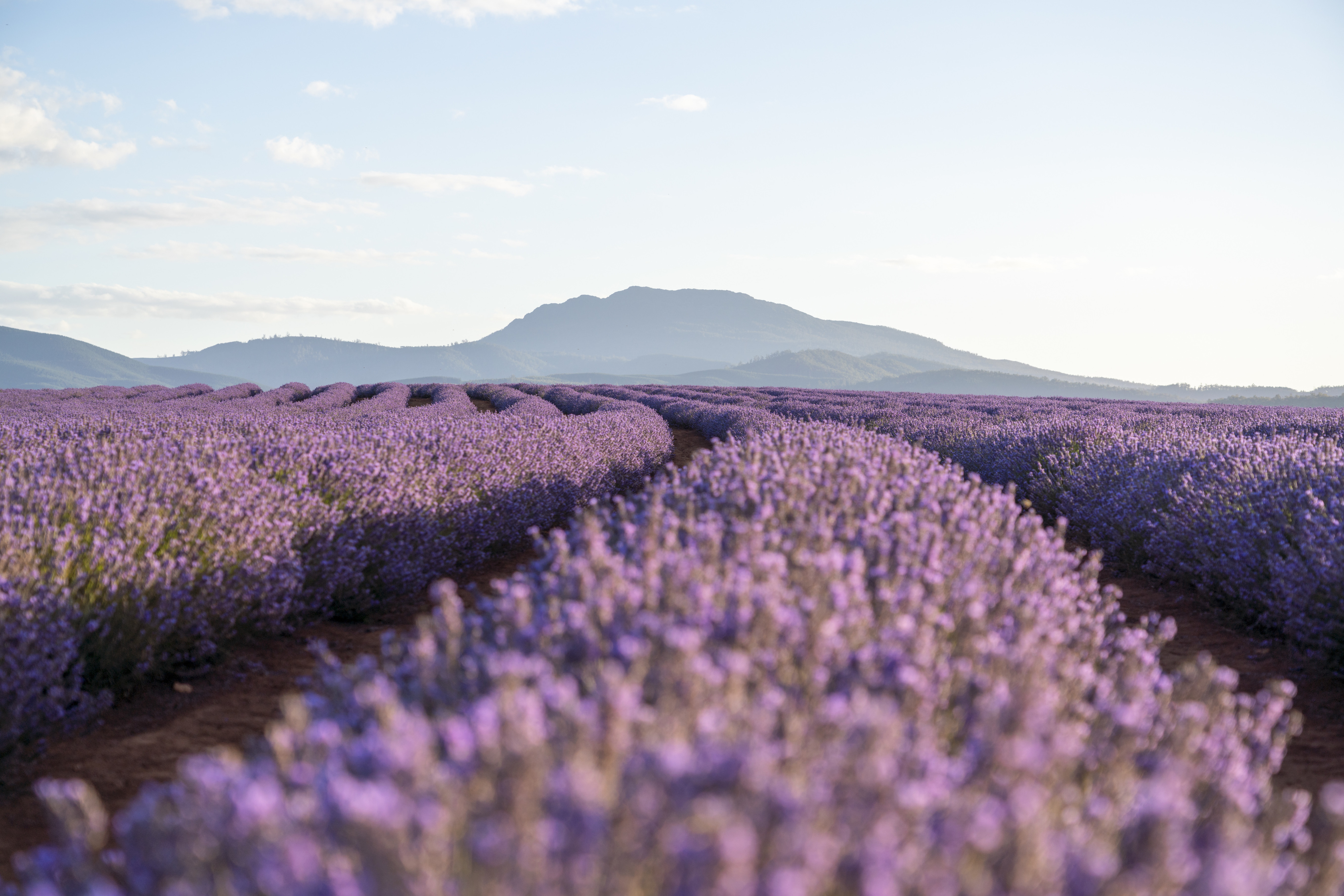 Private Tour Package 5 - Hobart, Bruny Island, Freycinet National Park, St Helens and Bay of Fire, Cradle Mountain  