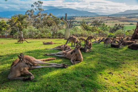 3 Day Tasmanian highlights Tour – Hobart, Port Arthur and Bruny Island Tasmania Australia