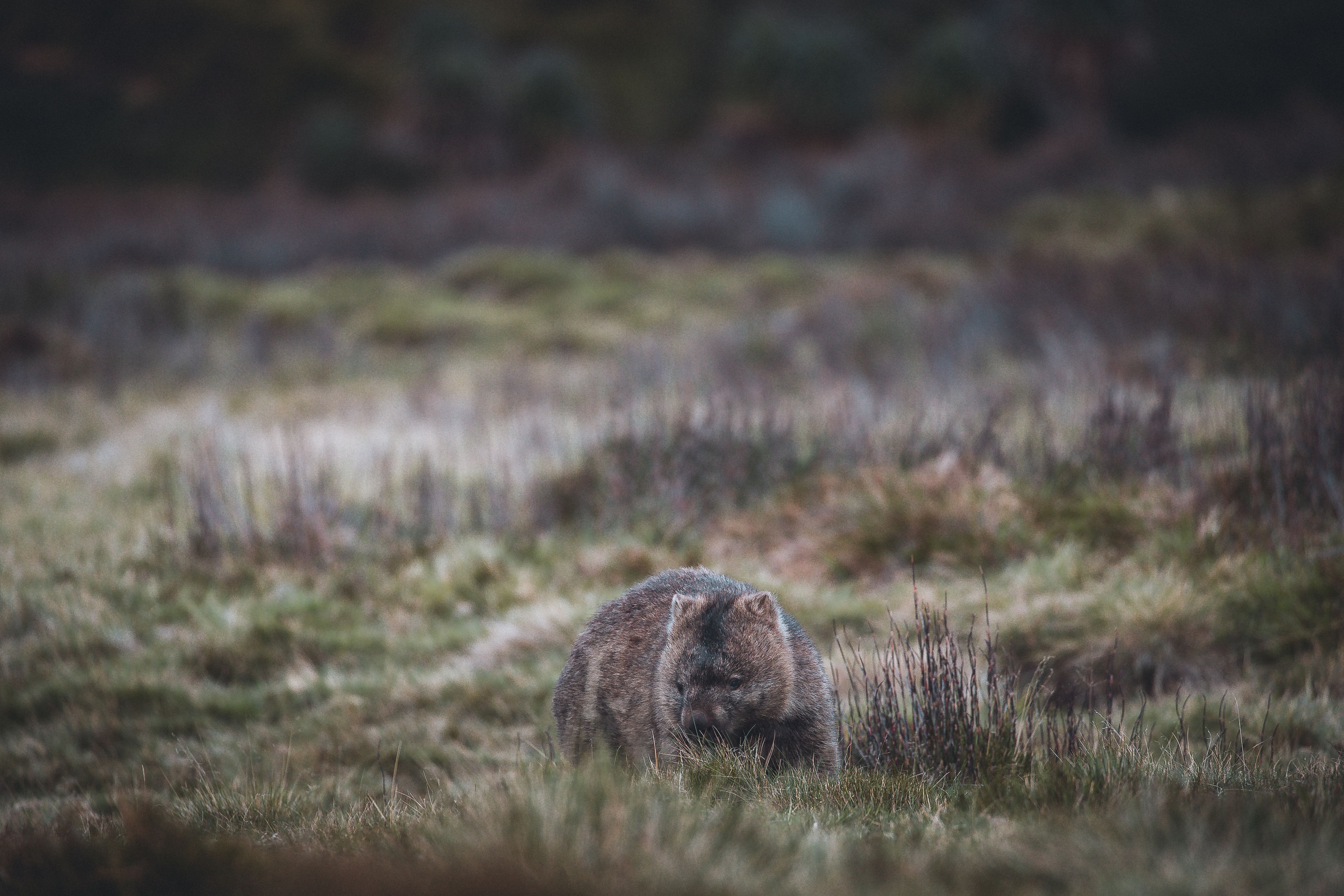 6 Day Island Icons Day Tour Bundle - Cradle Mountain, Wineglass Bay, Hobart Highlights, Port Arthur, Bruny Island, Hastings and Tahune