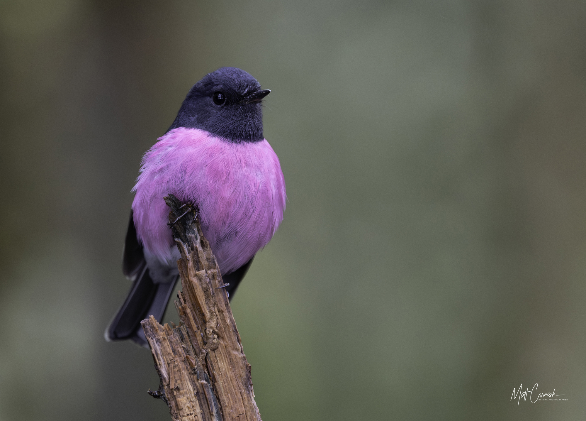 Focus on the Wild: 10-Day Tasmania Photography Tour