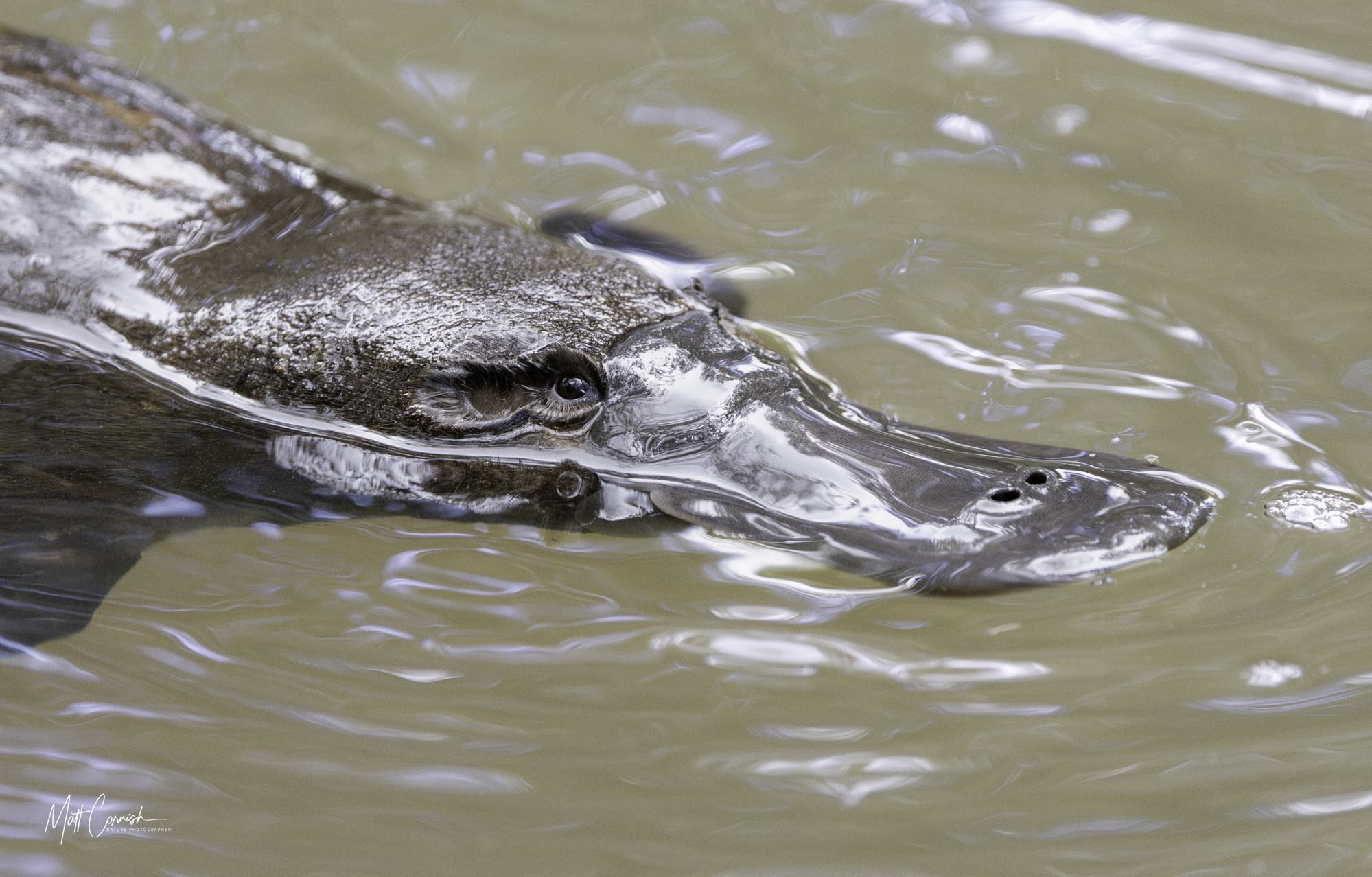 Focus on the Wild: 10-Day Tasmania Photography Tour