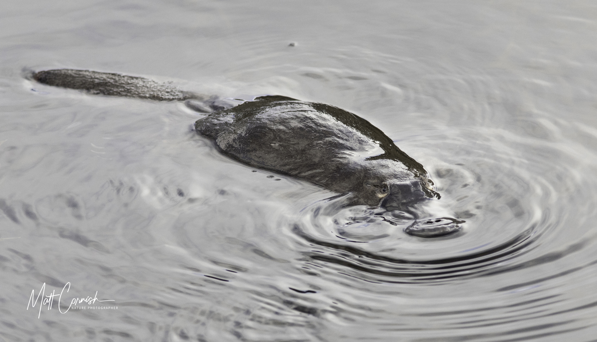 Focus on the Wild: 10-Day Tasmania Photography Tour