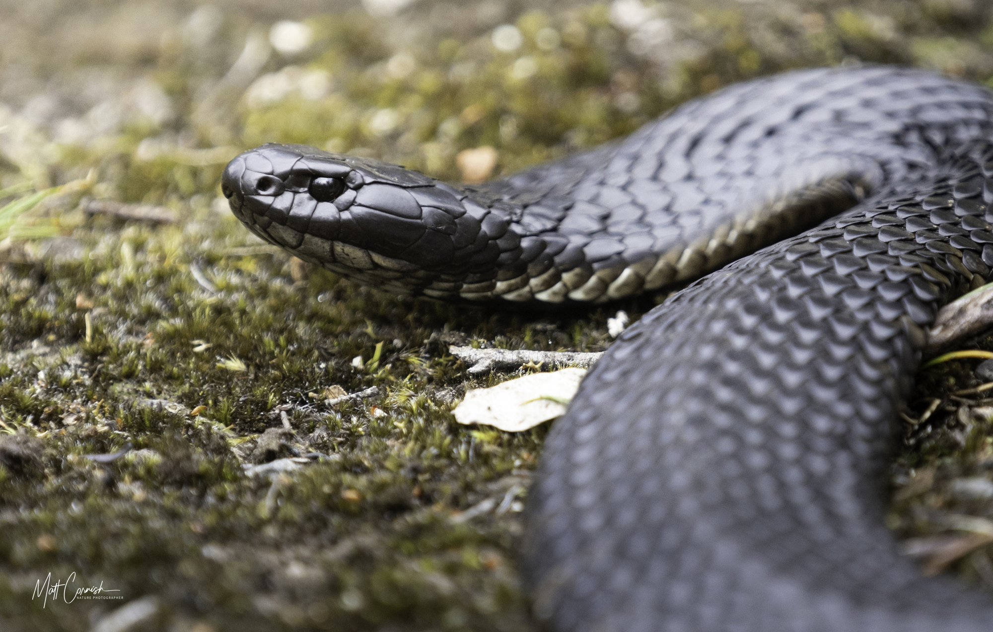 Focus on the Wild: 10-Day Tasmania Photography Tour