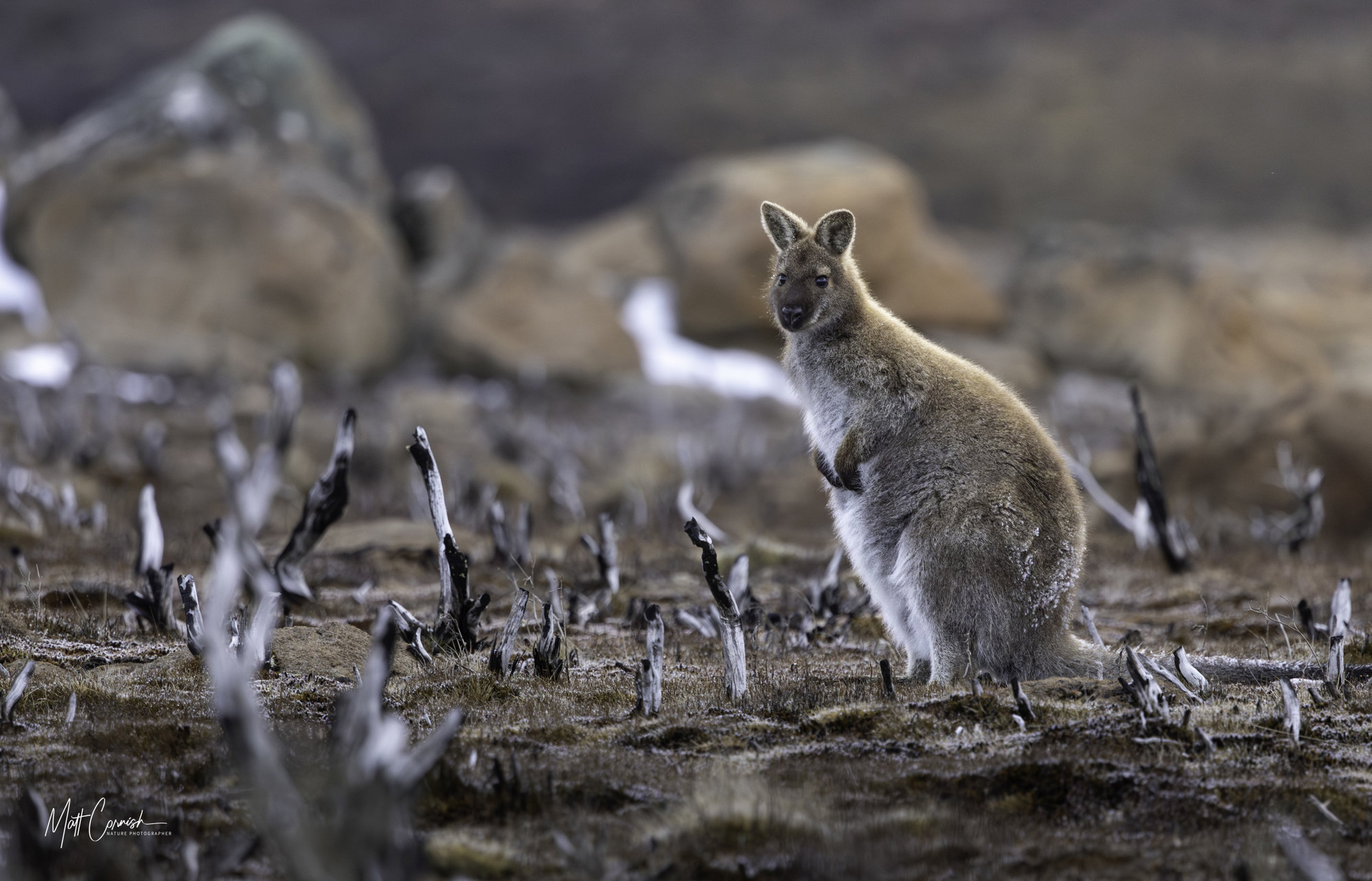 Focus on the Wild: 10-Day Tasmania Photography Tour