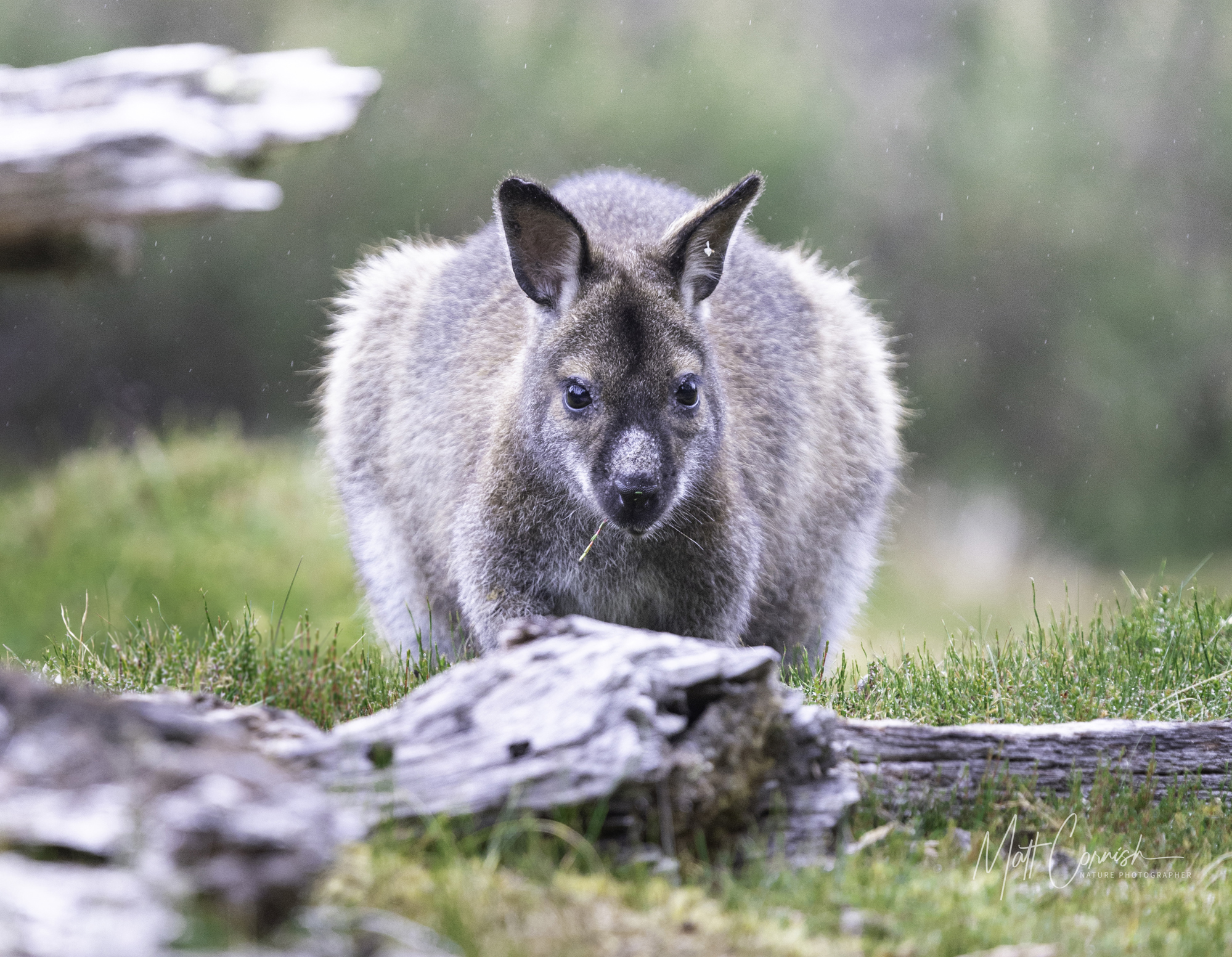 Focus on the Wild: 10-Day Tasmania Photography Tour