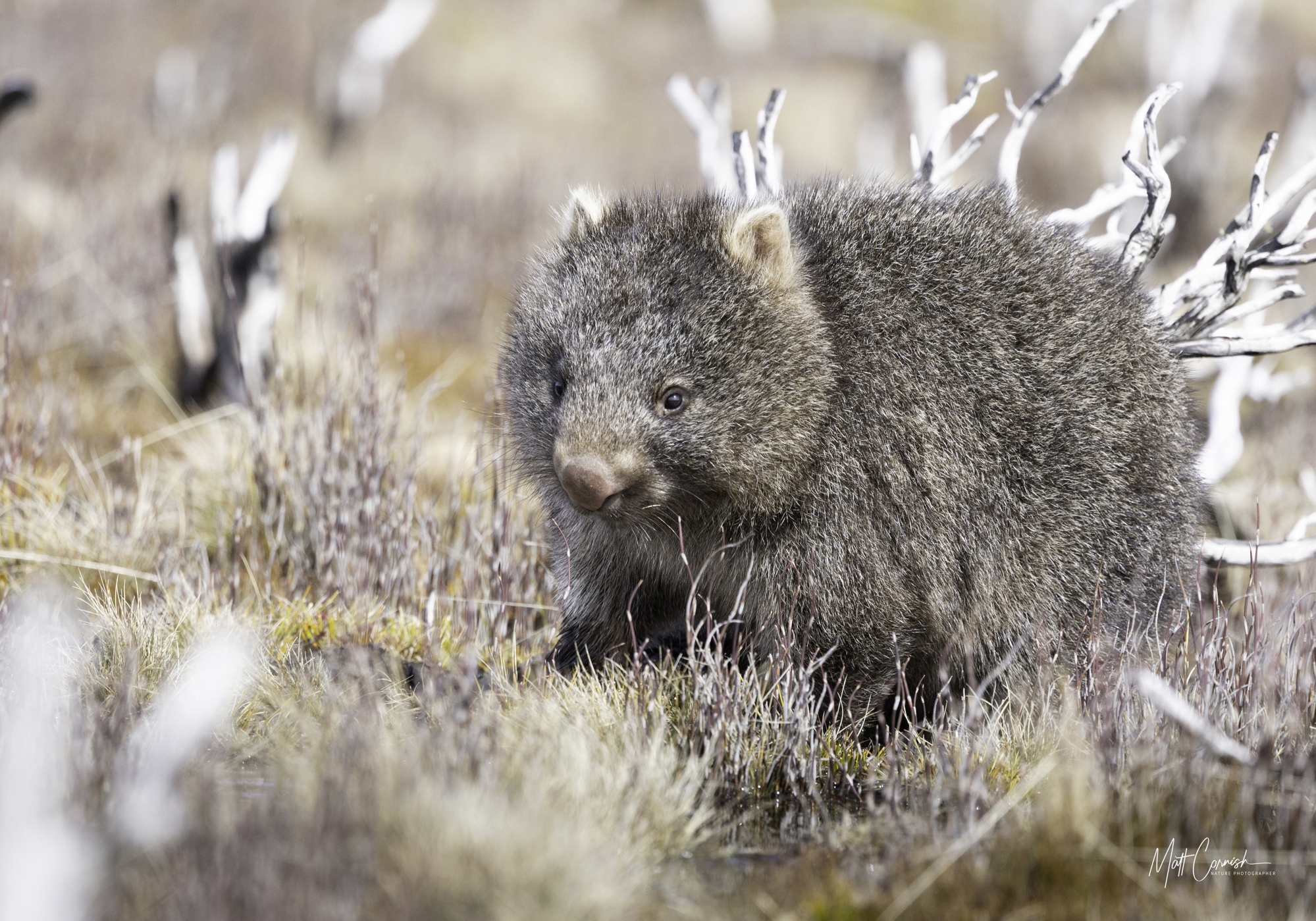 Focus on the Wild: 10-Day Tasmania Photography Tour