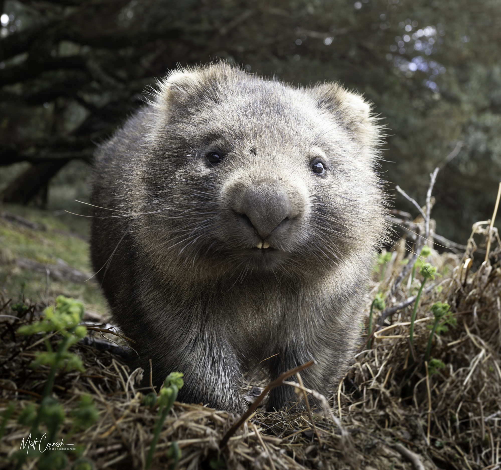 Focus on the Wild: 10-Day Tasmania Photography Tour