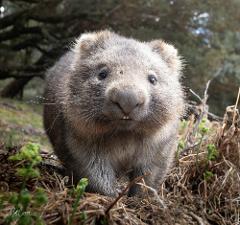 Focus on the Wild: 10-Day Tasmania Photography Tour
