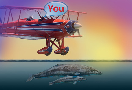 Sunset Biplane Whale Watching and Bay Tour