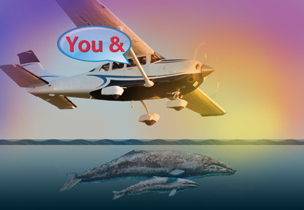 Whale Watching and Tour:  Group Cessna Tour