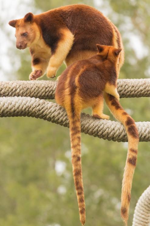 Tree Roo Trivia