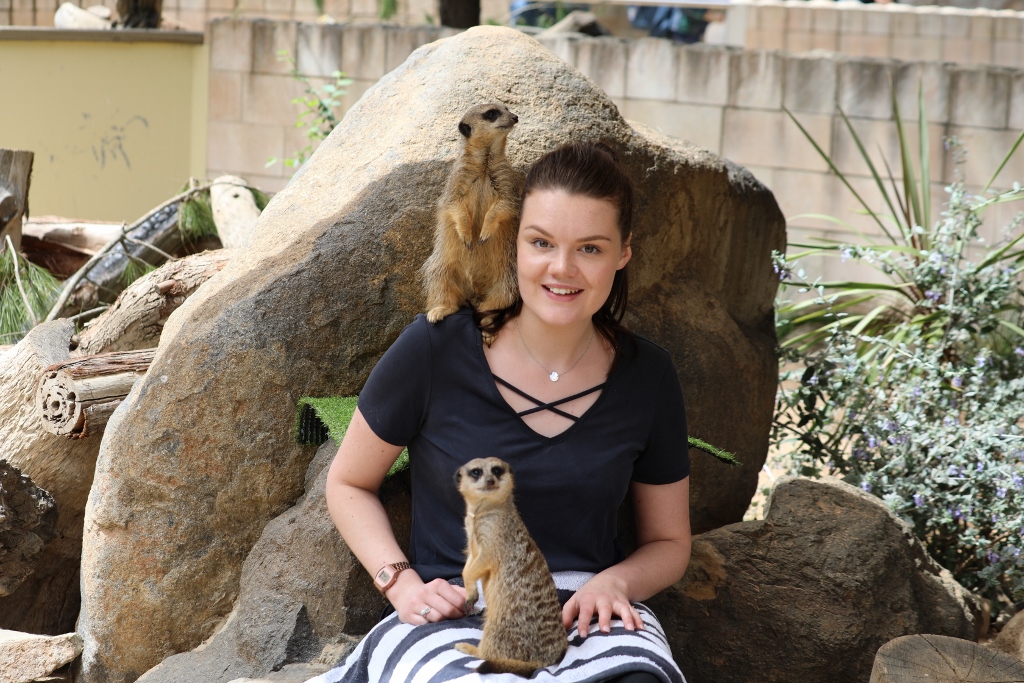 Meerkat Encounter