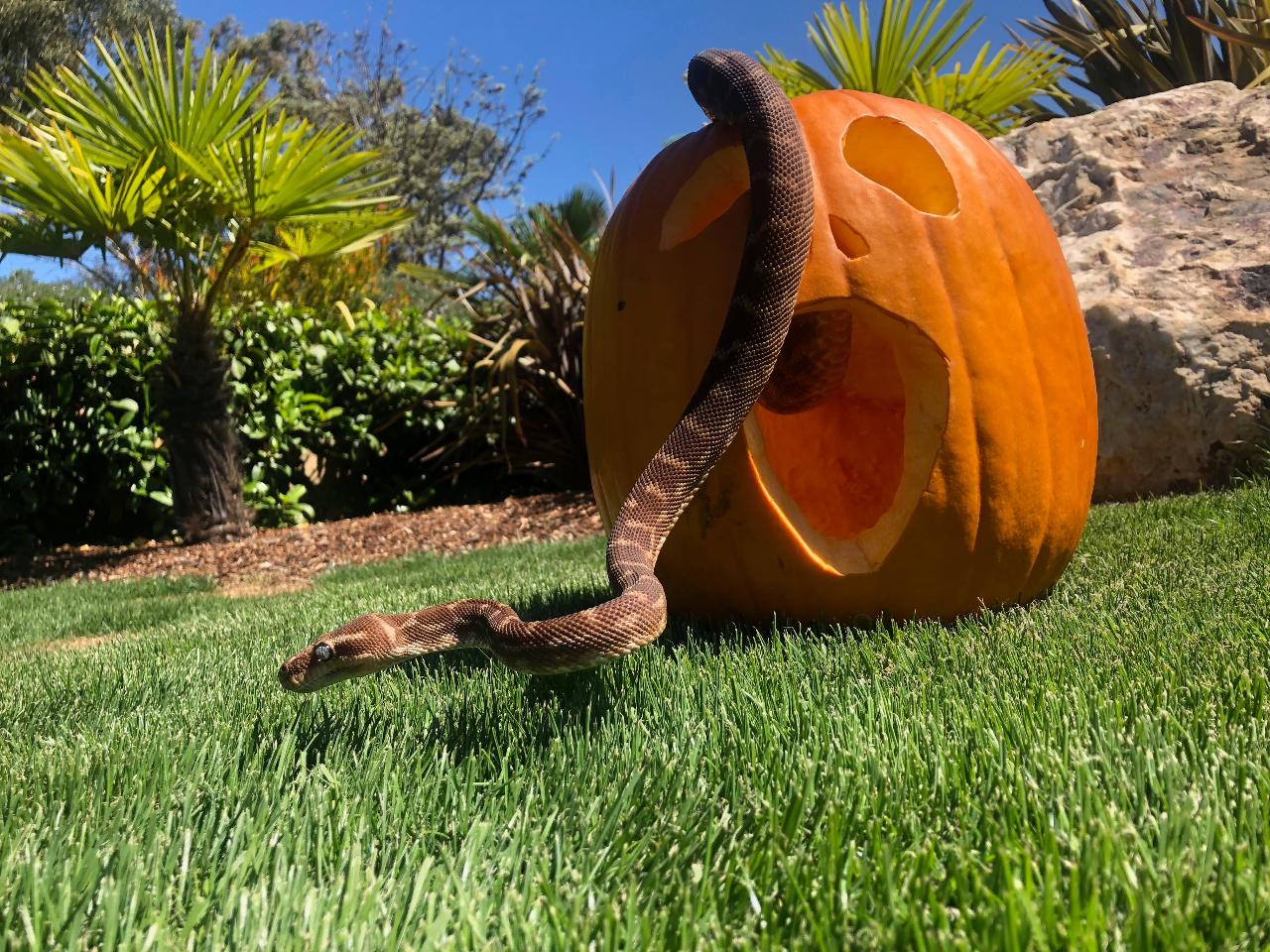Zoo SPOOKTACULAR