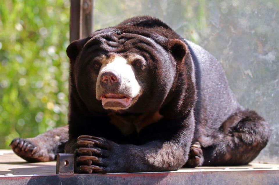 Sun Bear Encounter