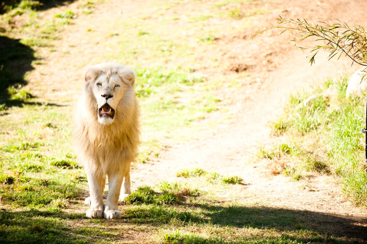 White Lion Encounter