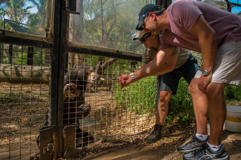 Sun Bear Encounter