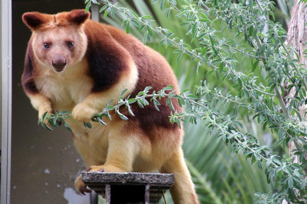 Tree Roo High Tea