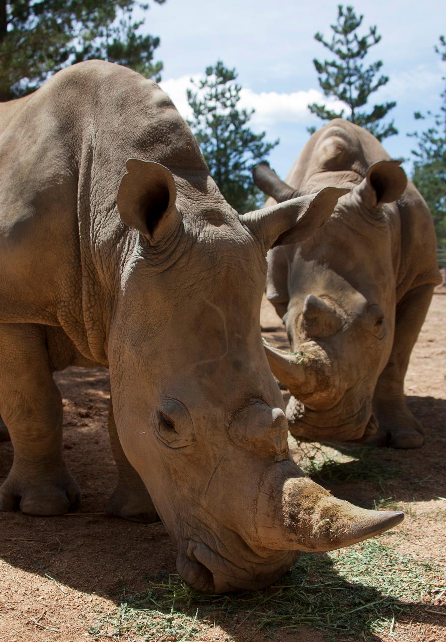 Rhino Encounter